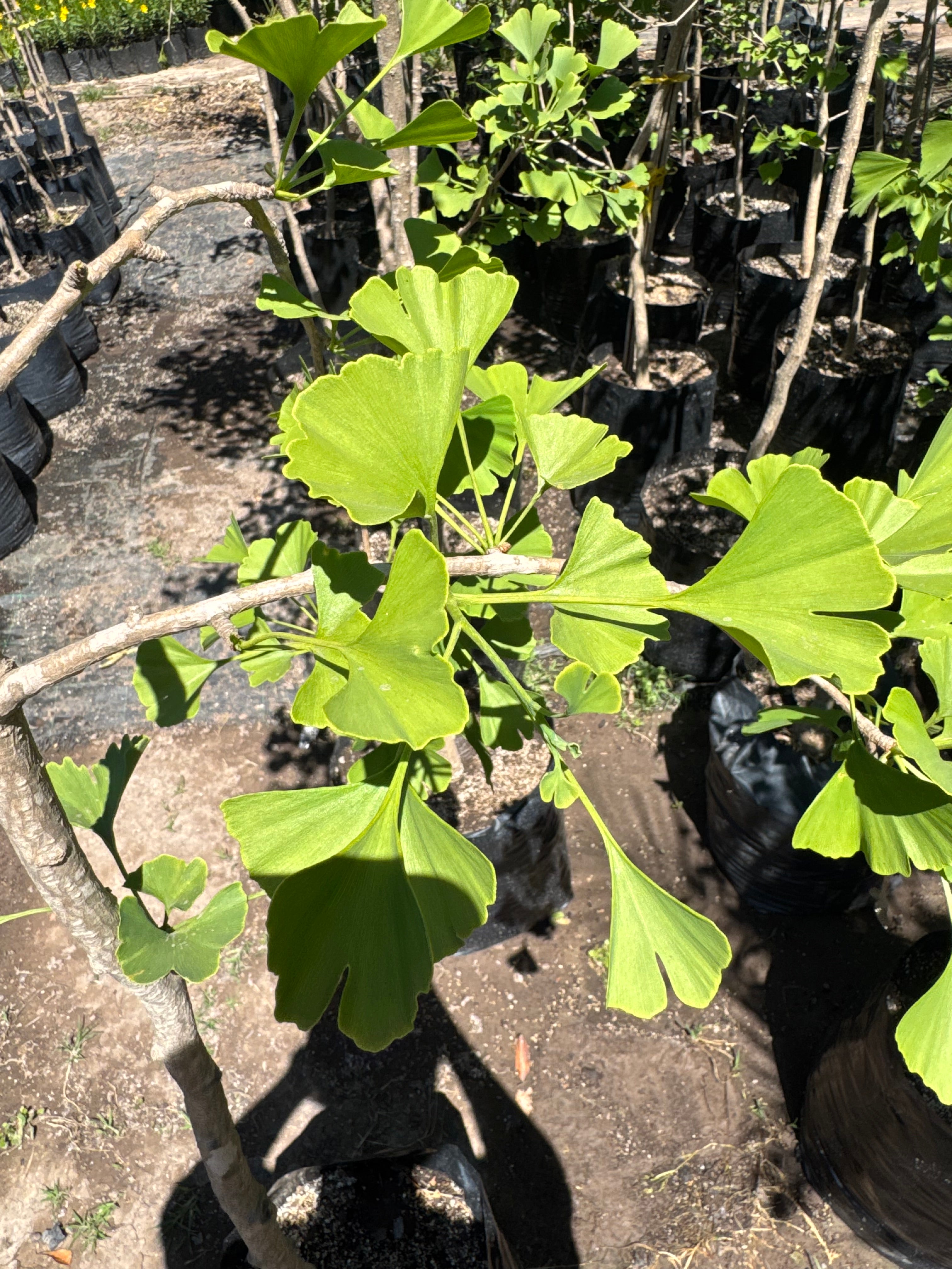 Ginkgo biloba
