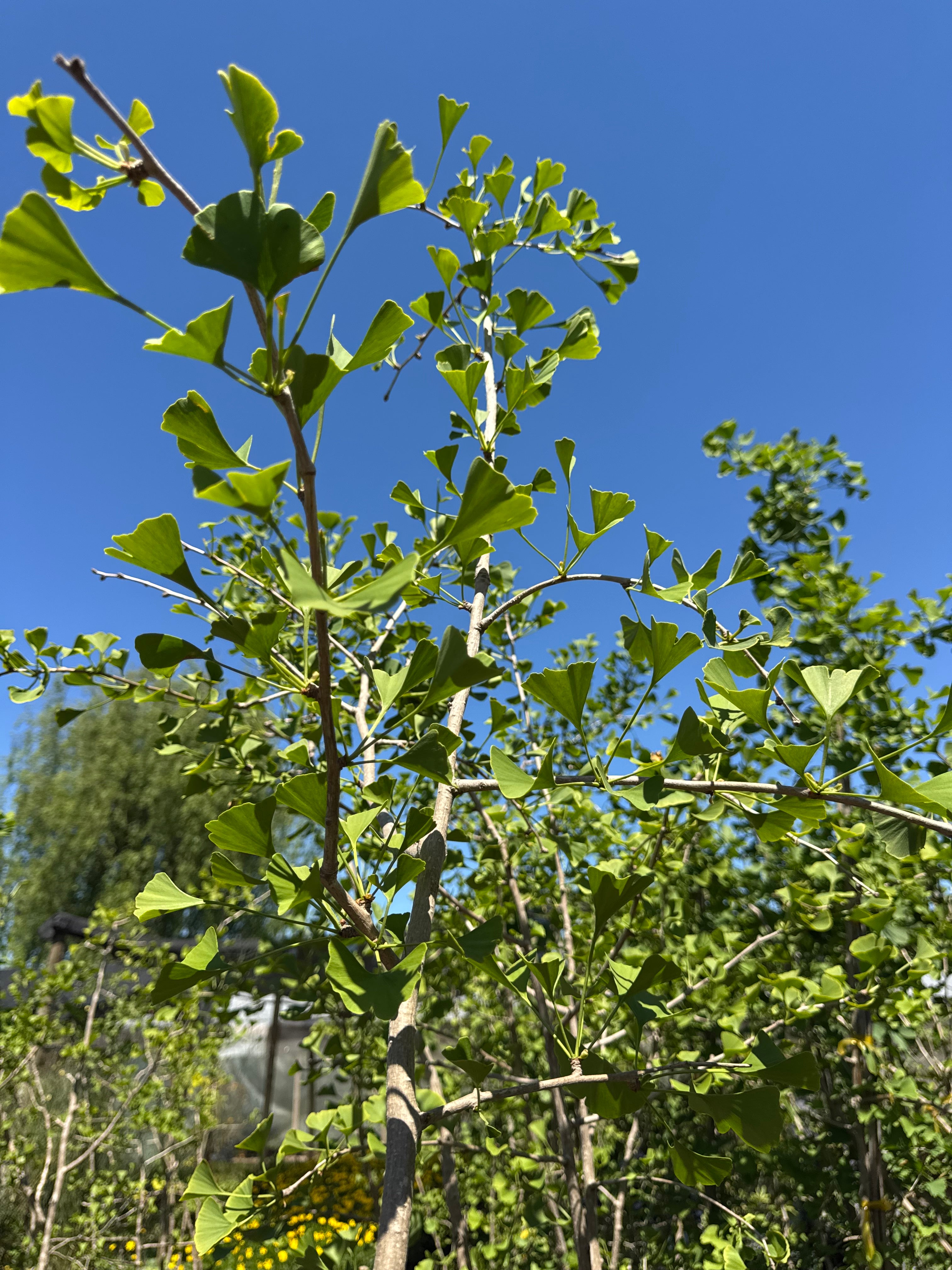 Ginkgo biloba