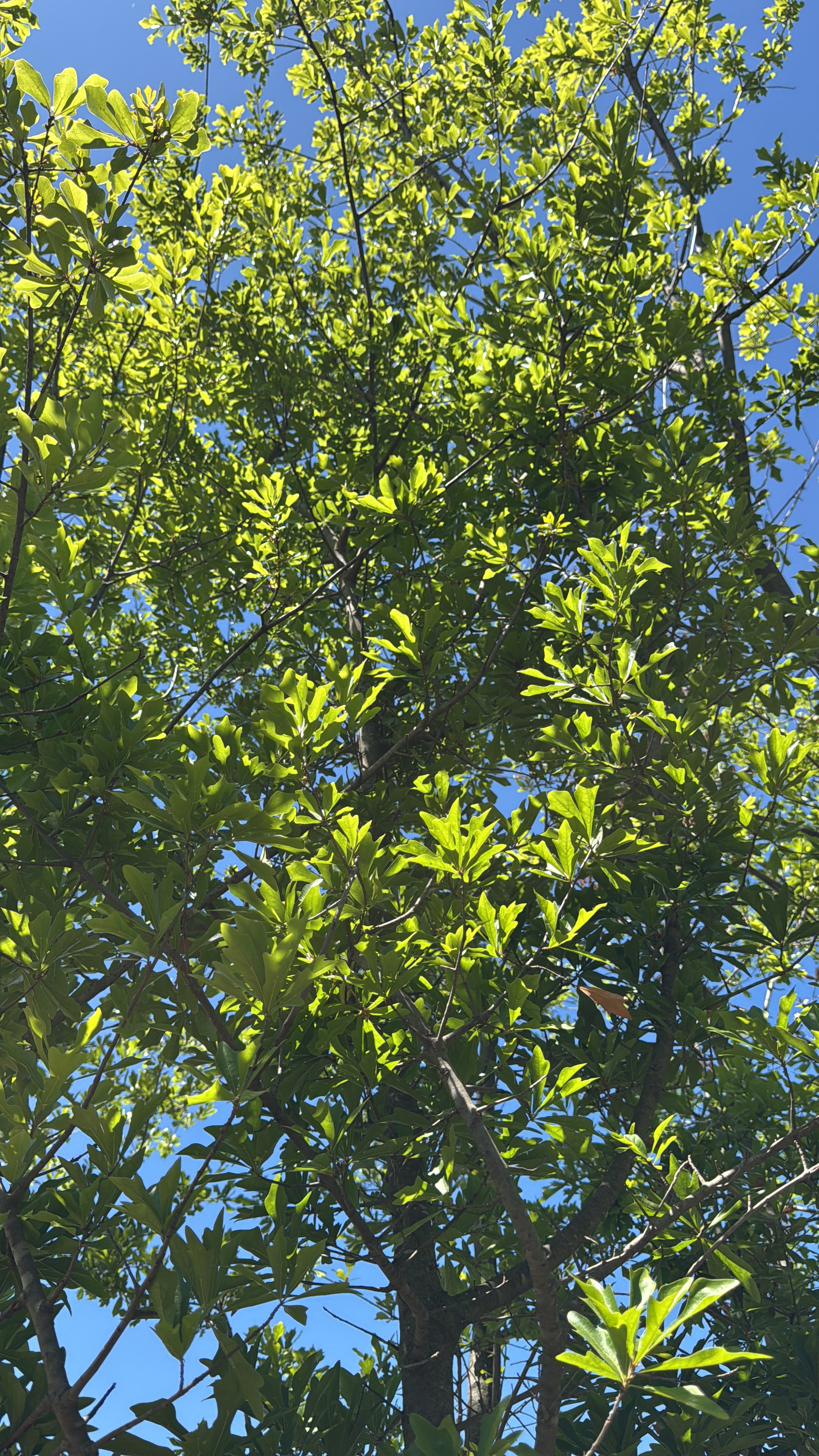 Roble Americano