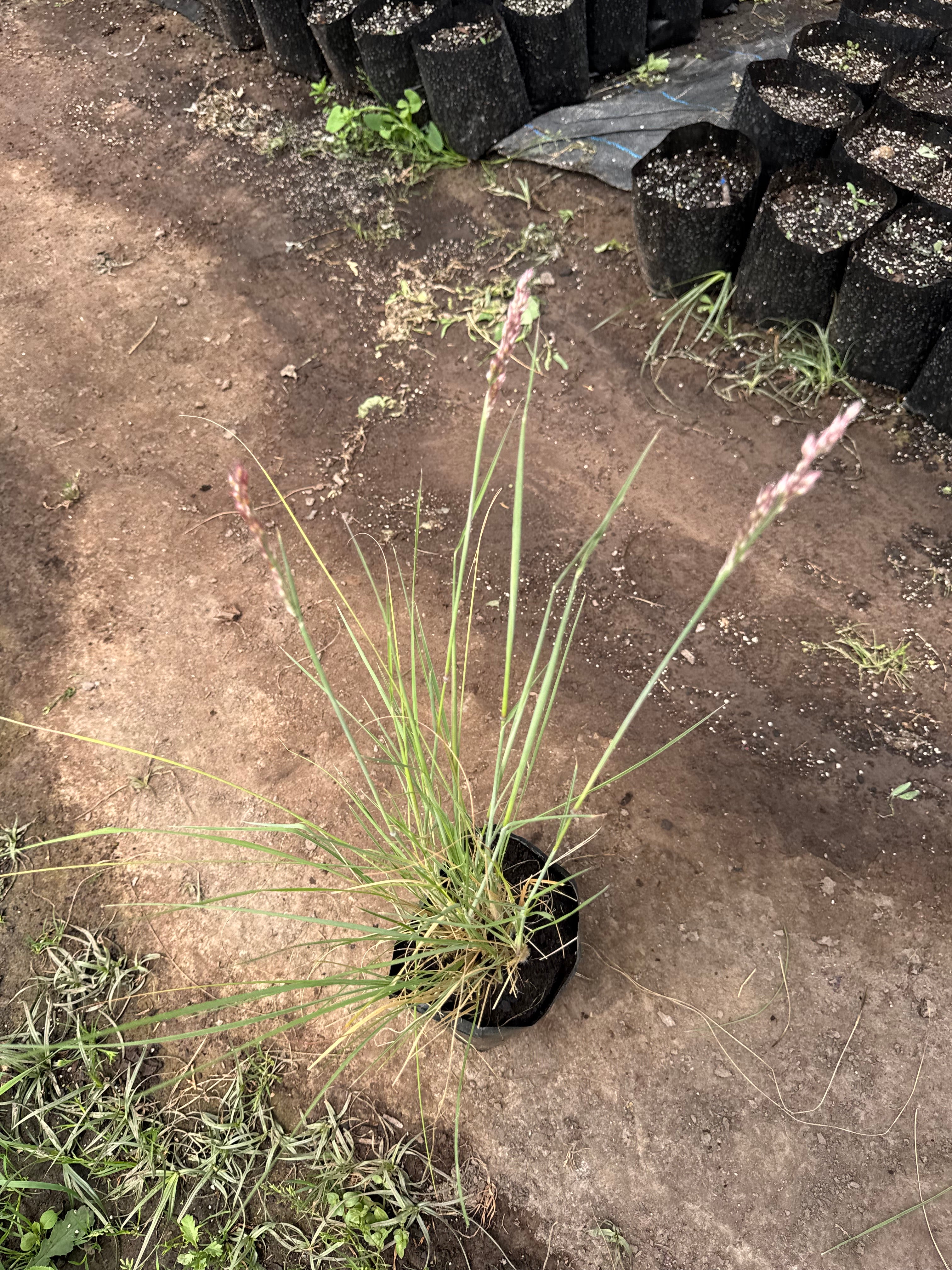 Ruby Grass