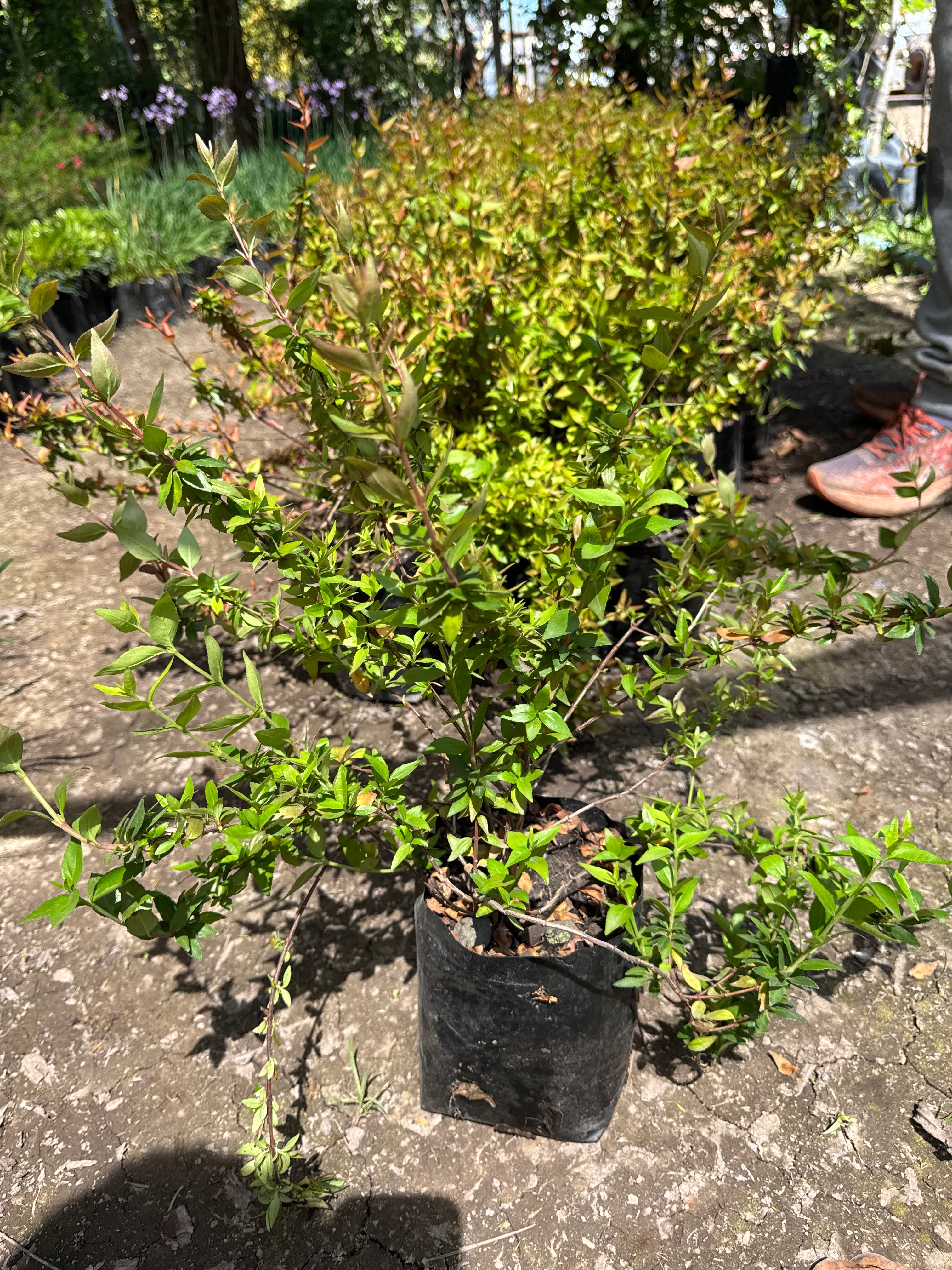 Abelia Enana