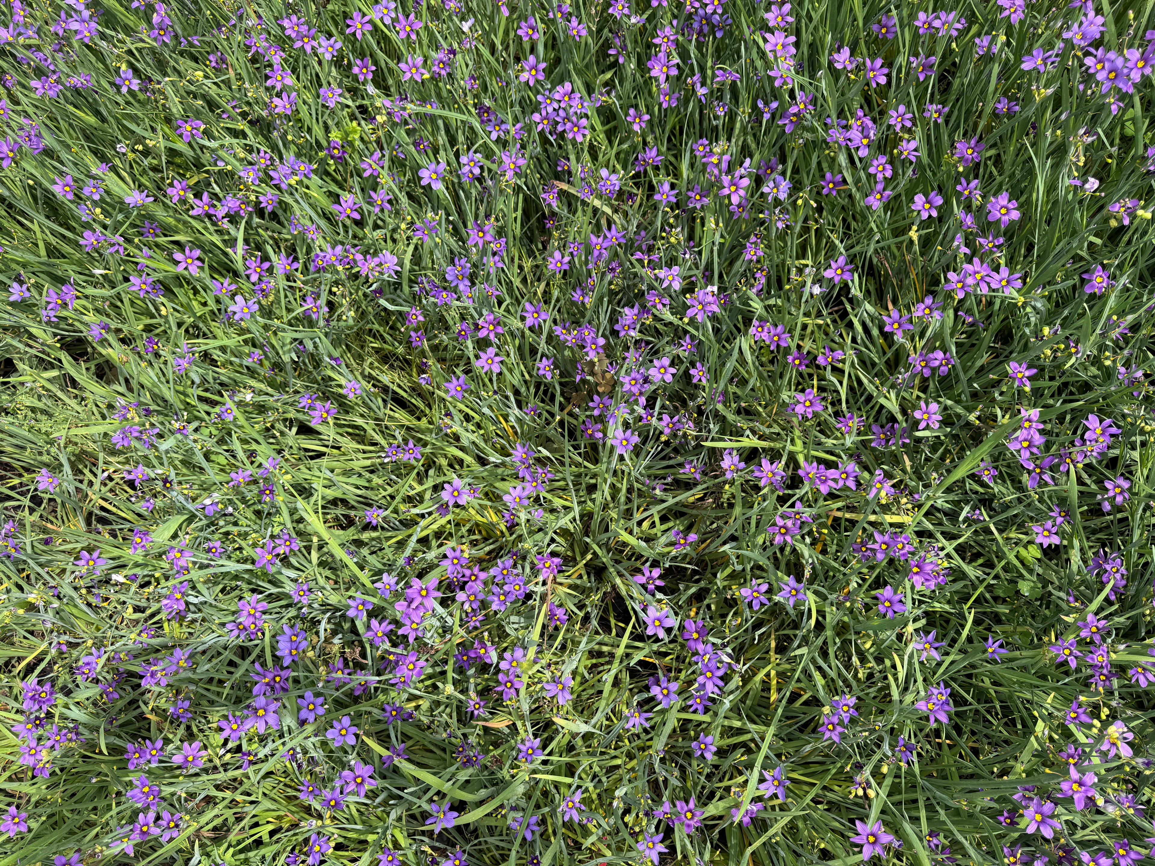 Sisyrinchium