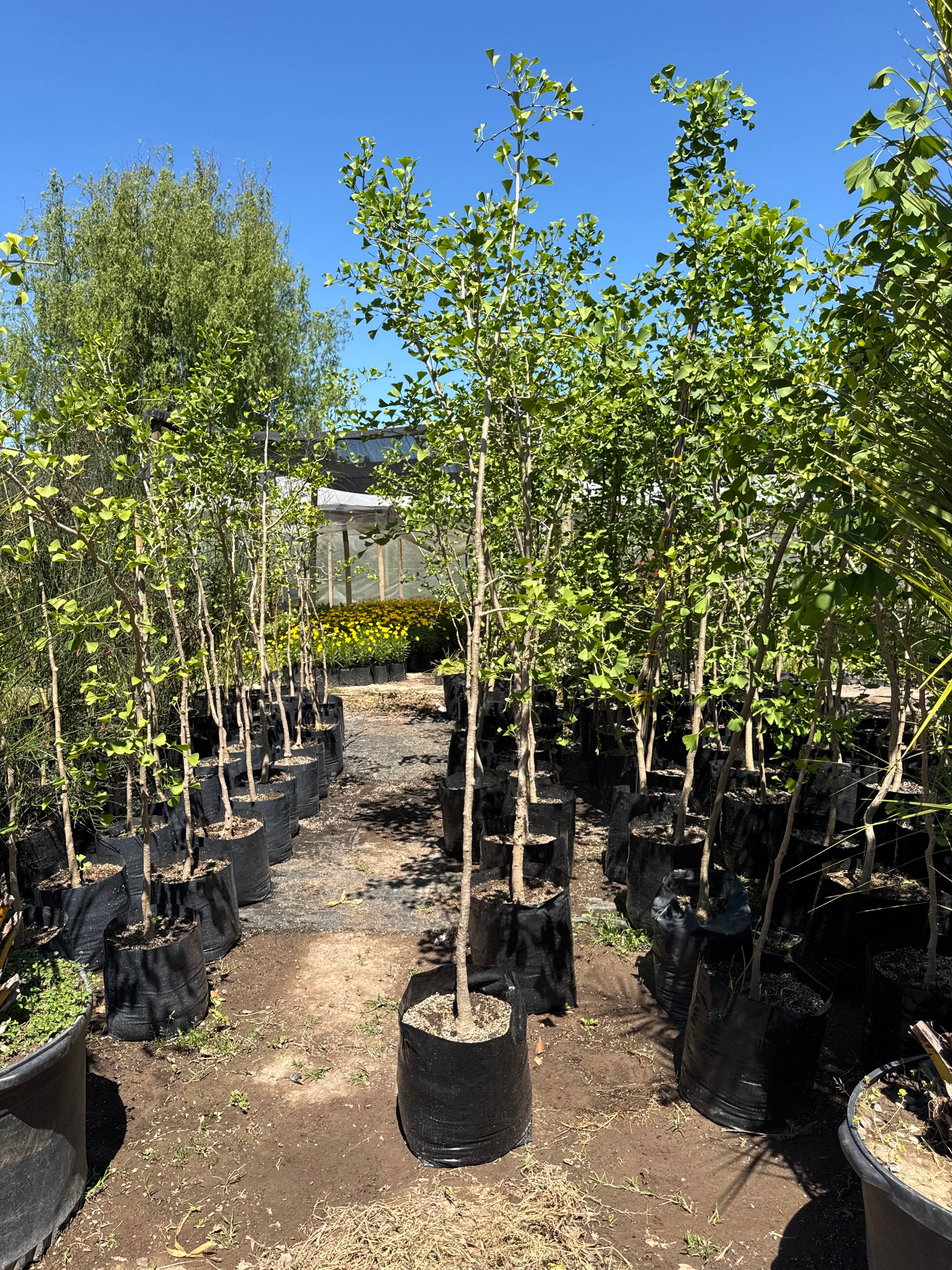Ginkgo biloba