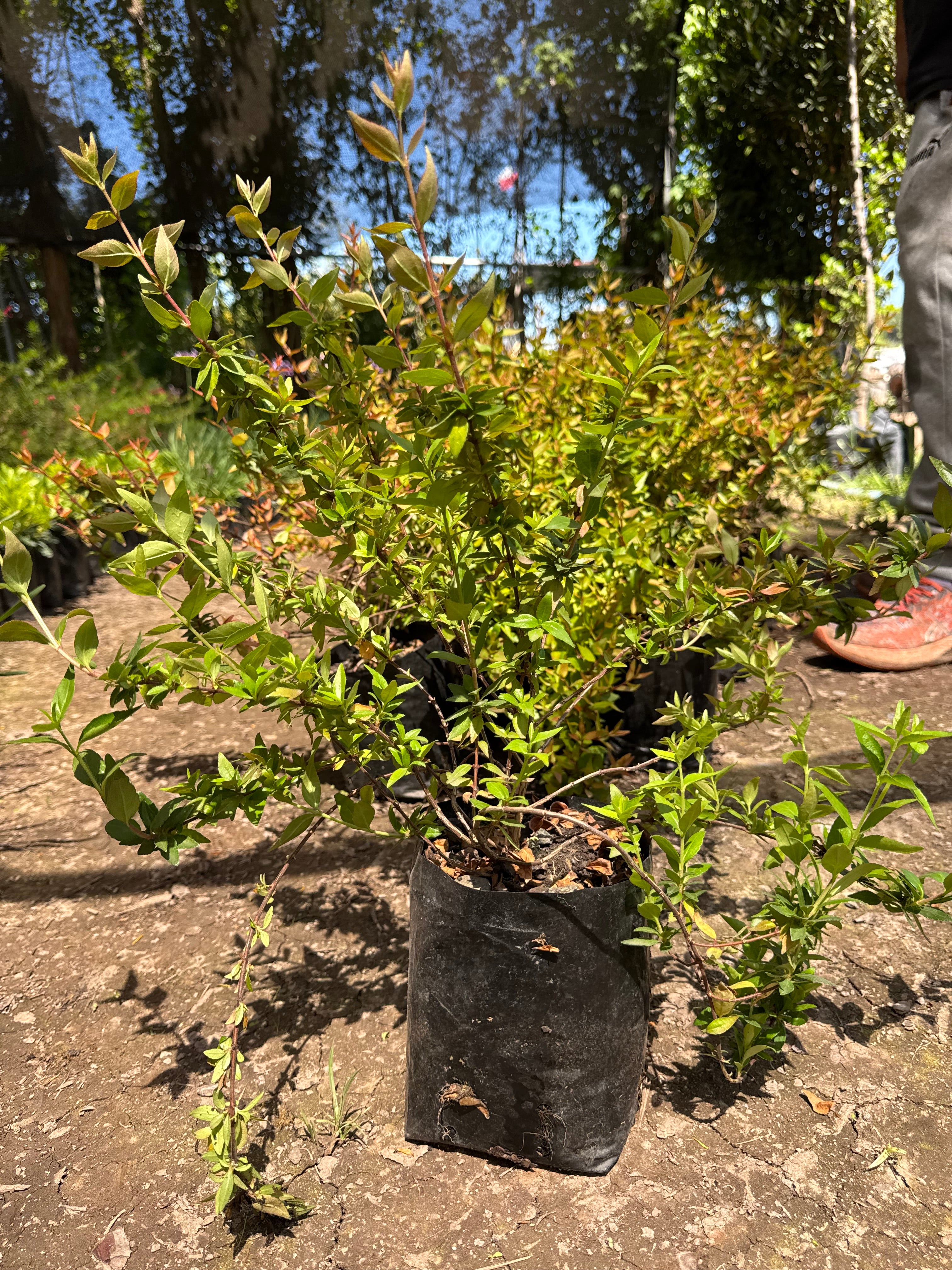 Abelia Enana