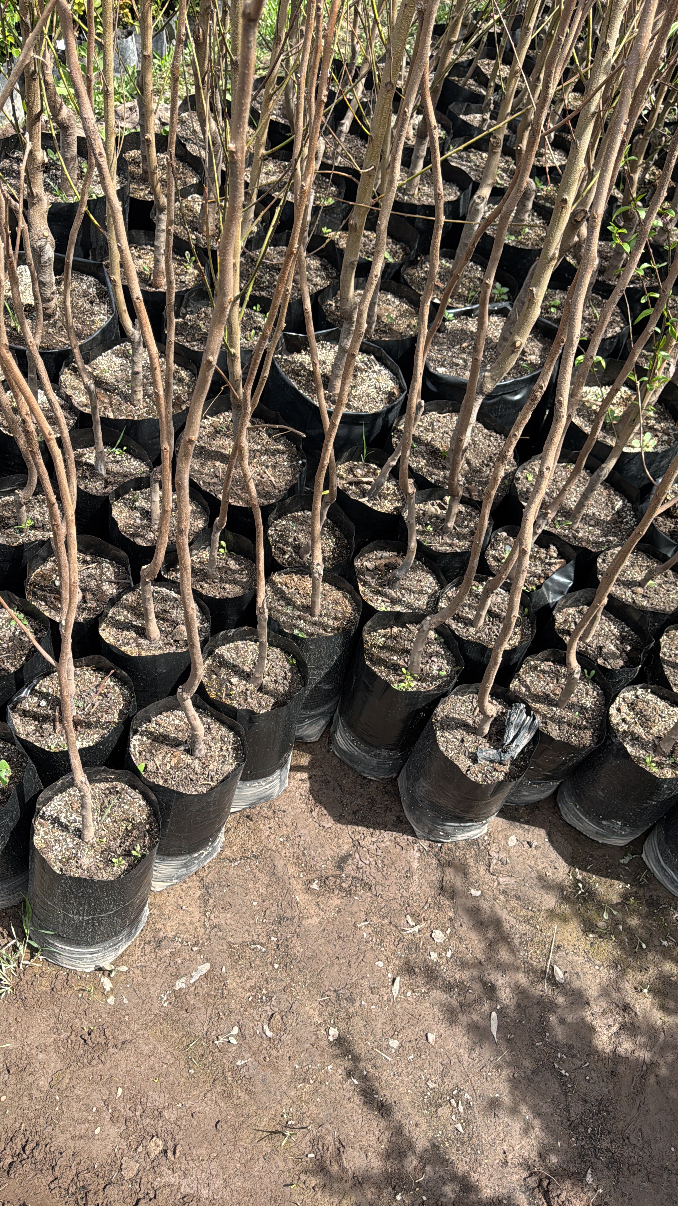 Mancaqui Arbol Frutal