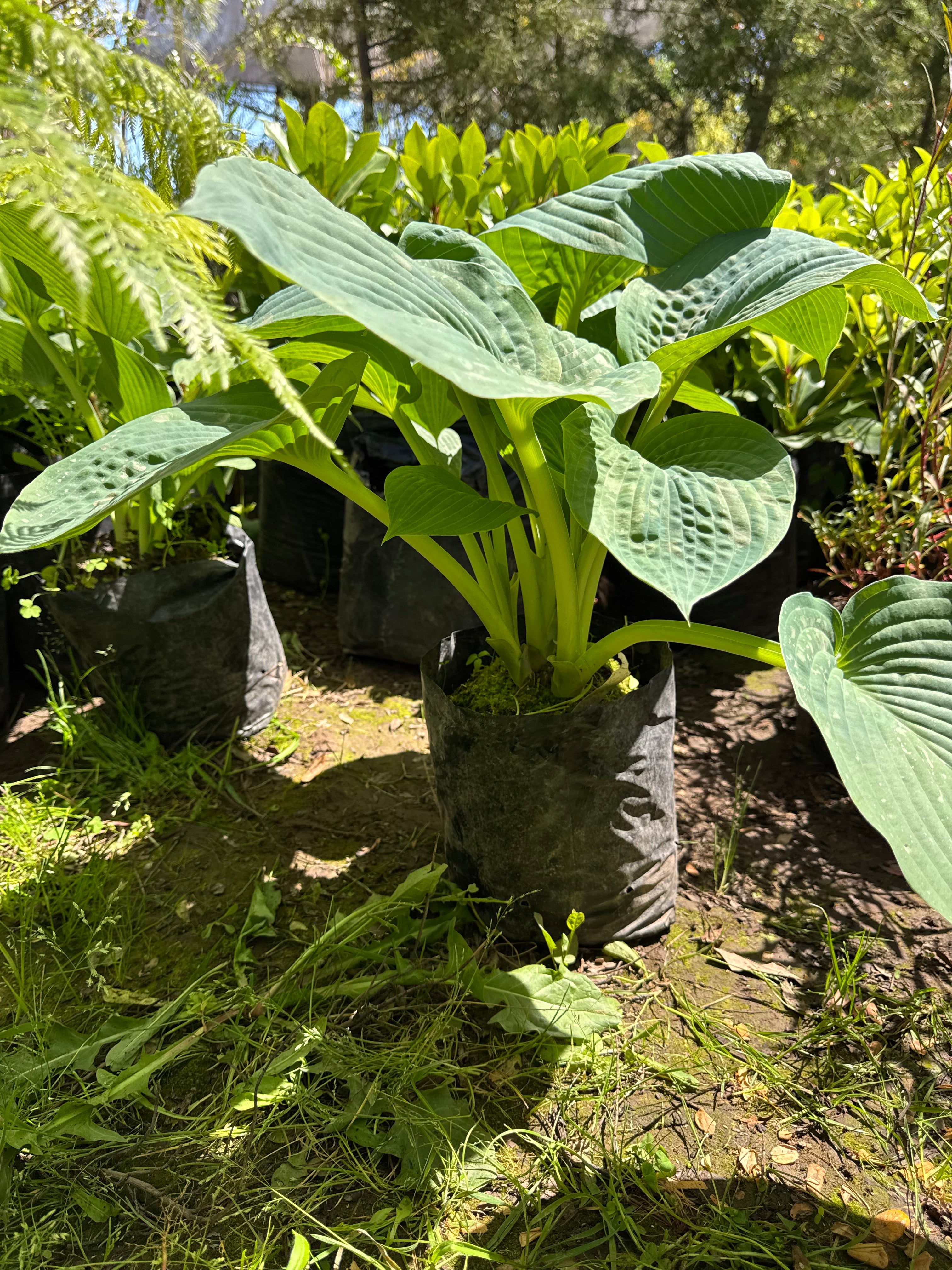 Hosta