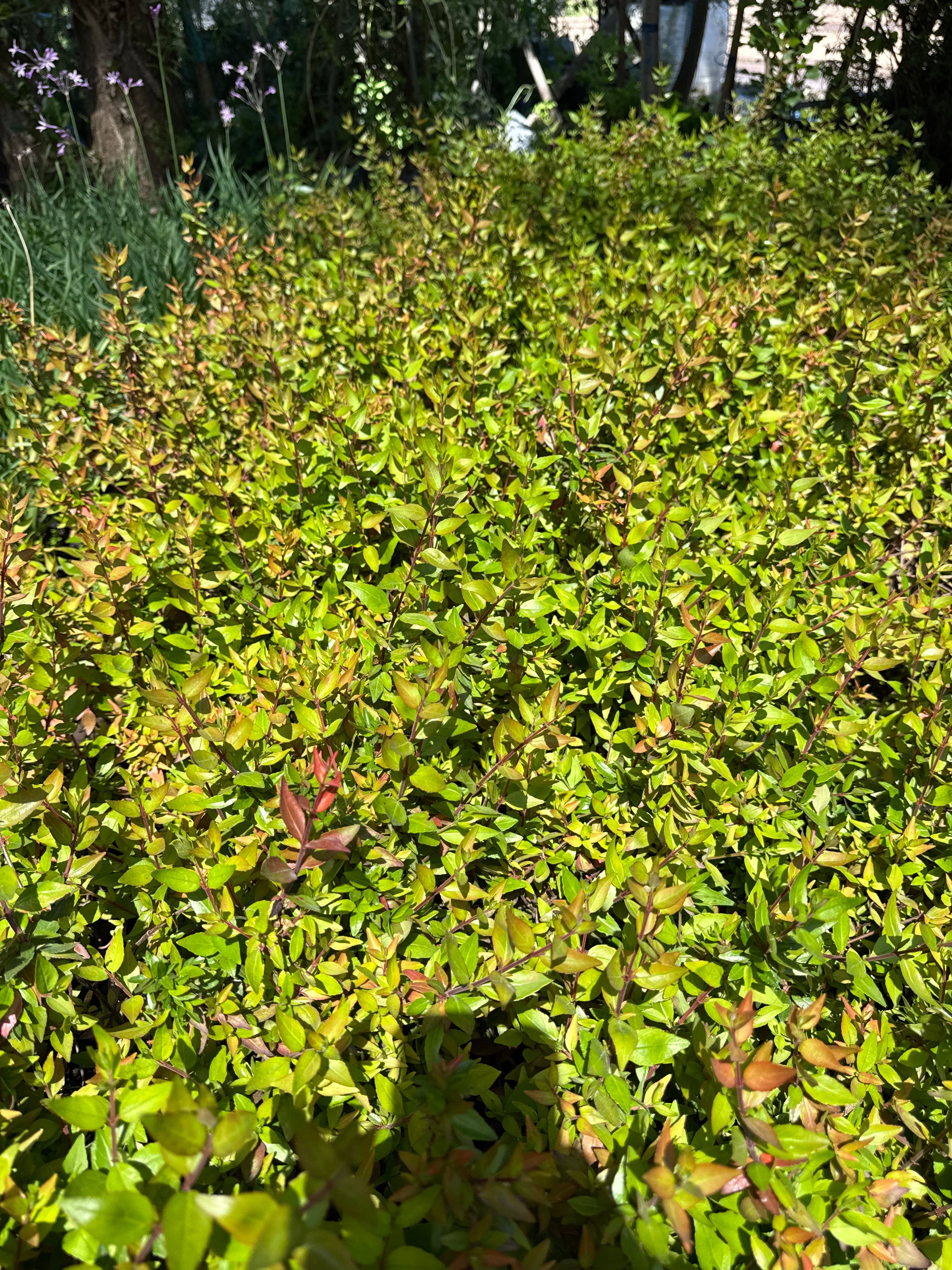 Abelia Enana