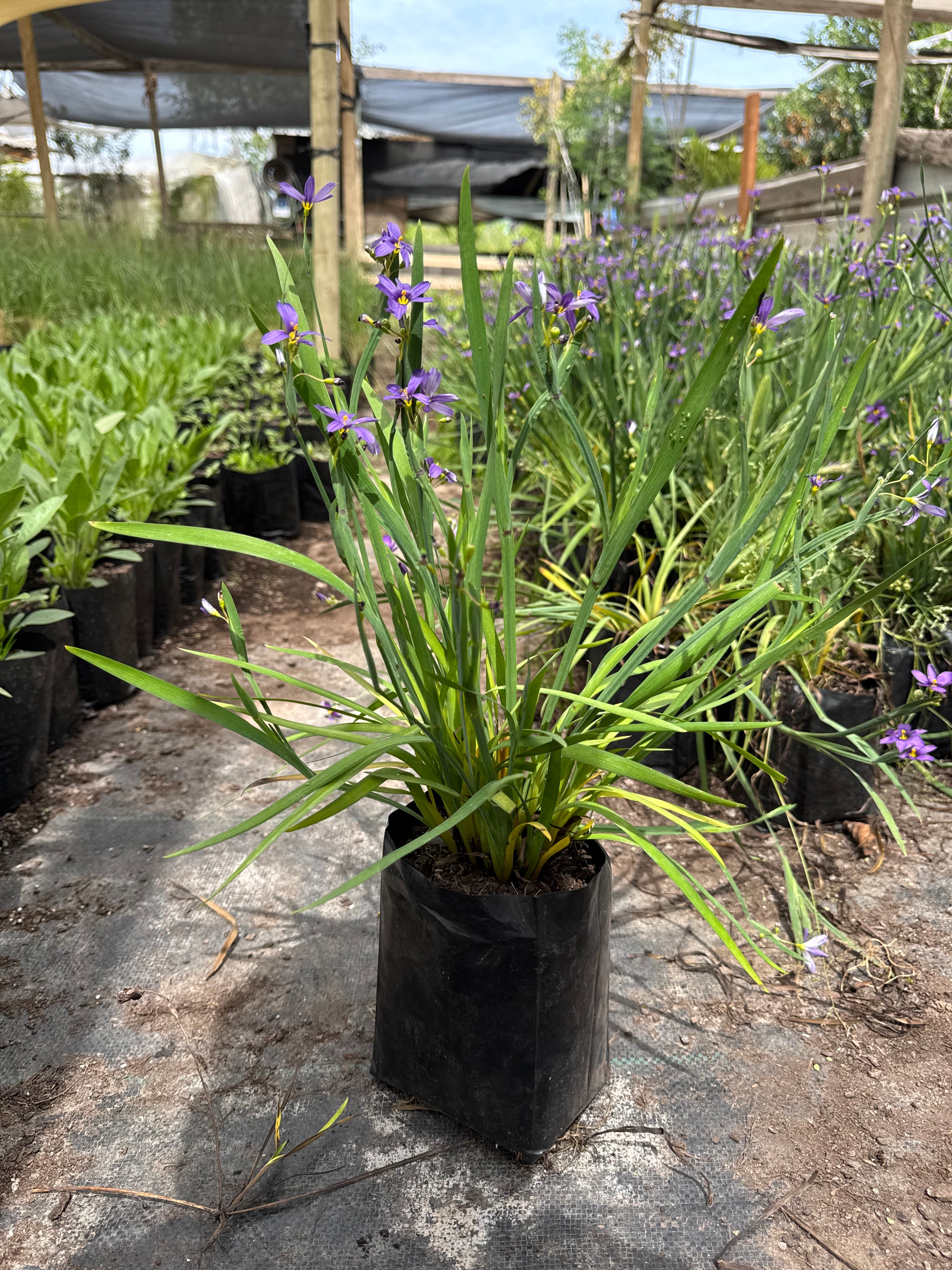Sisyrinchium