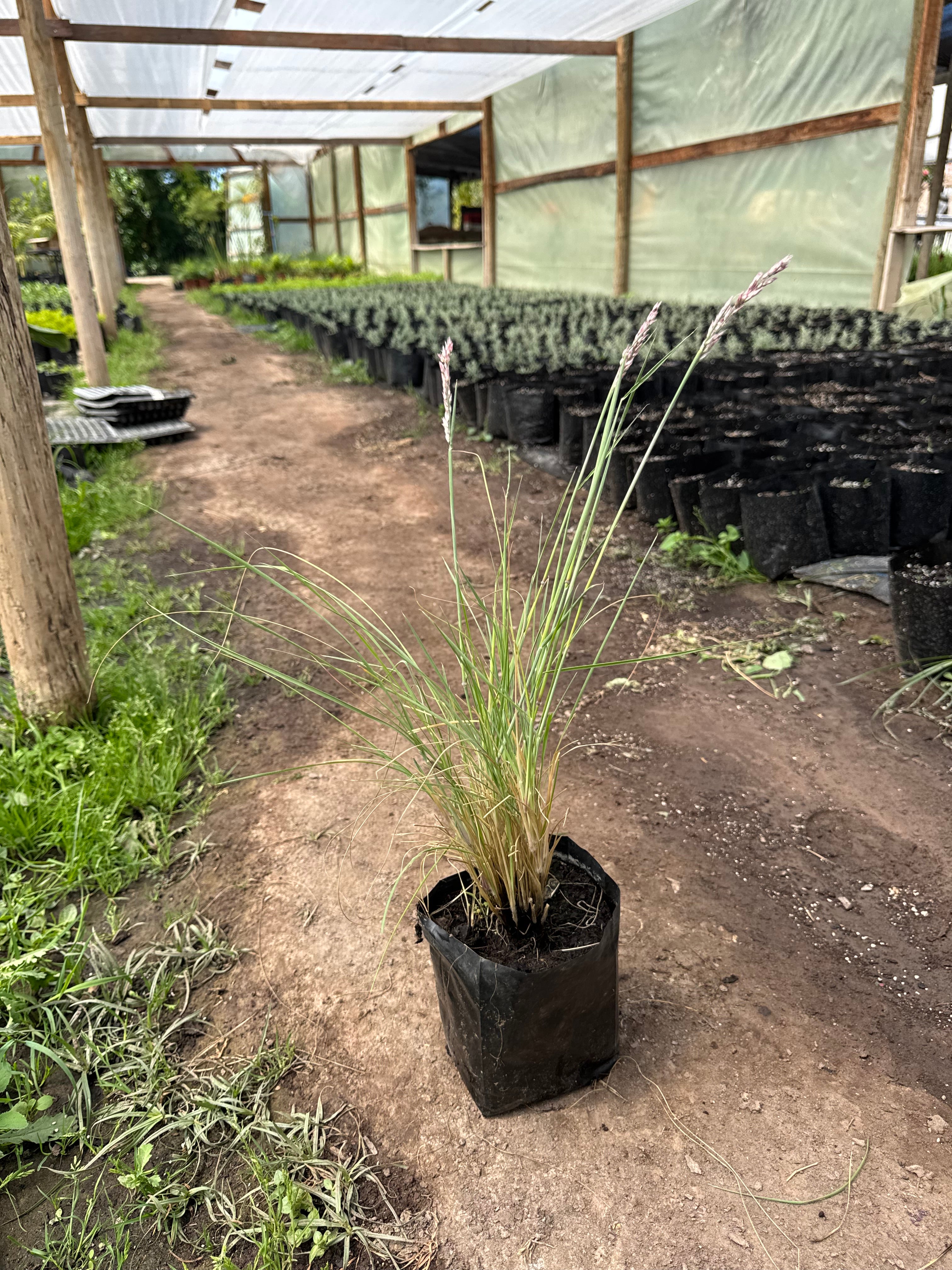 Ruby Grass