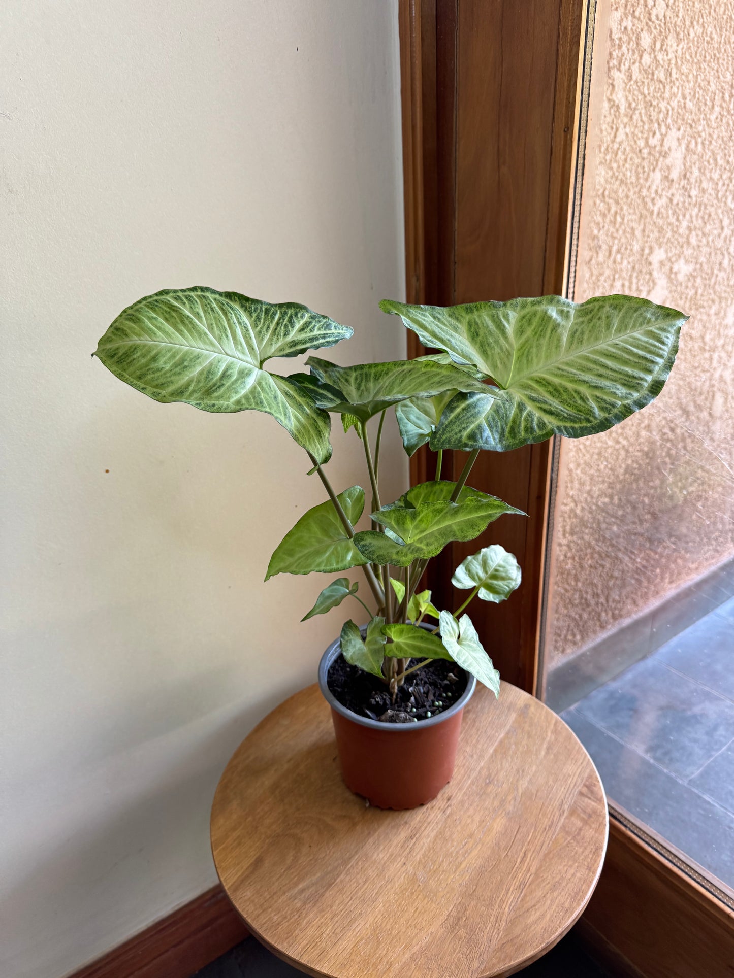 Syngonium podophyllum