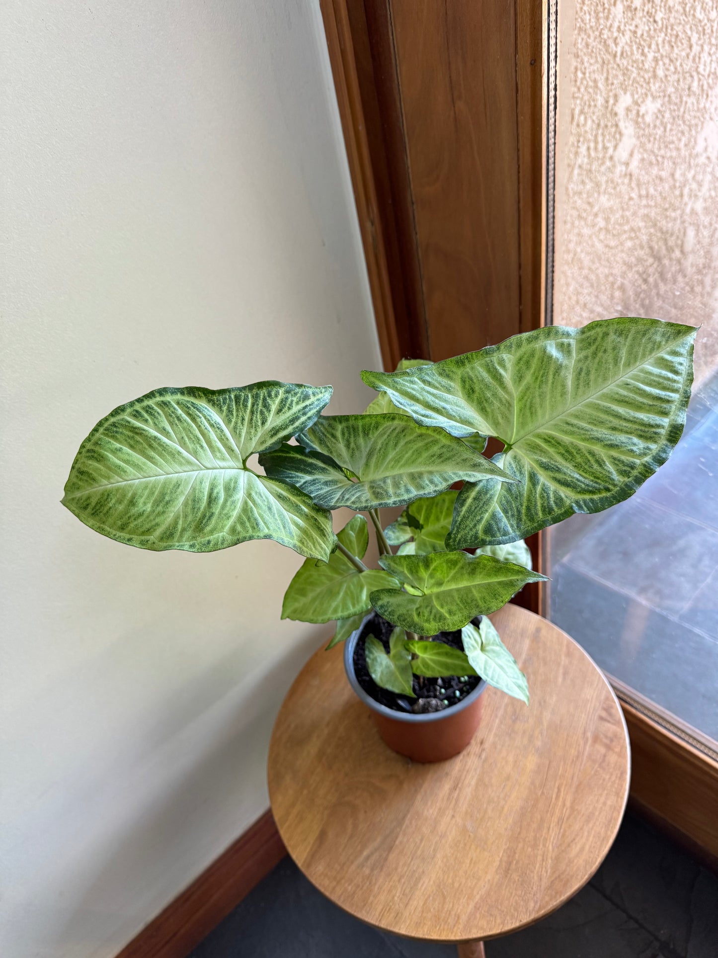 Syngonium podophyllum