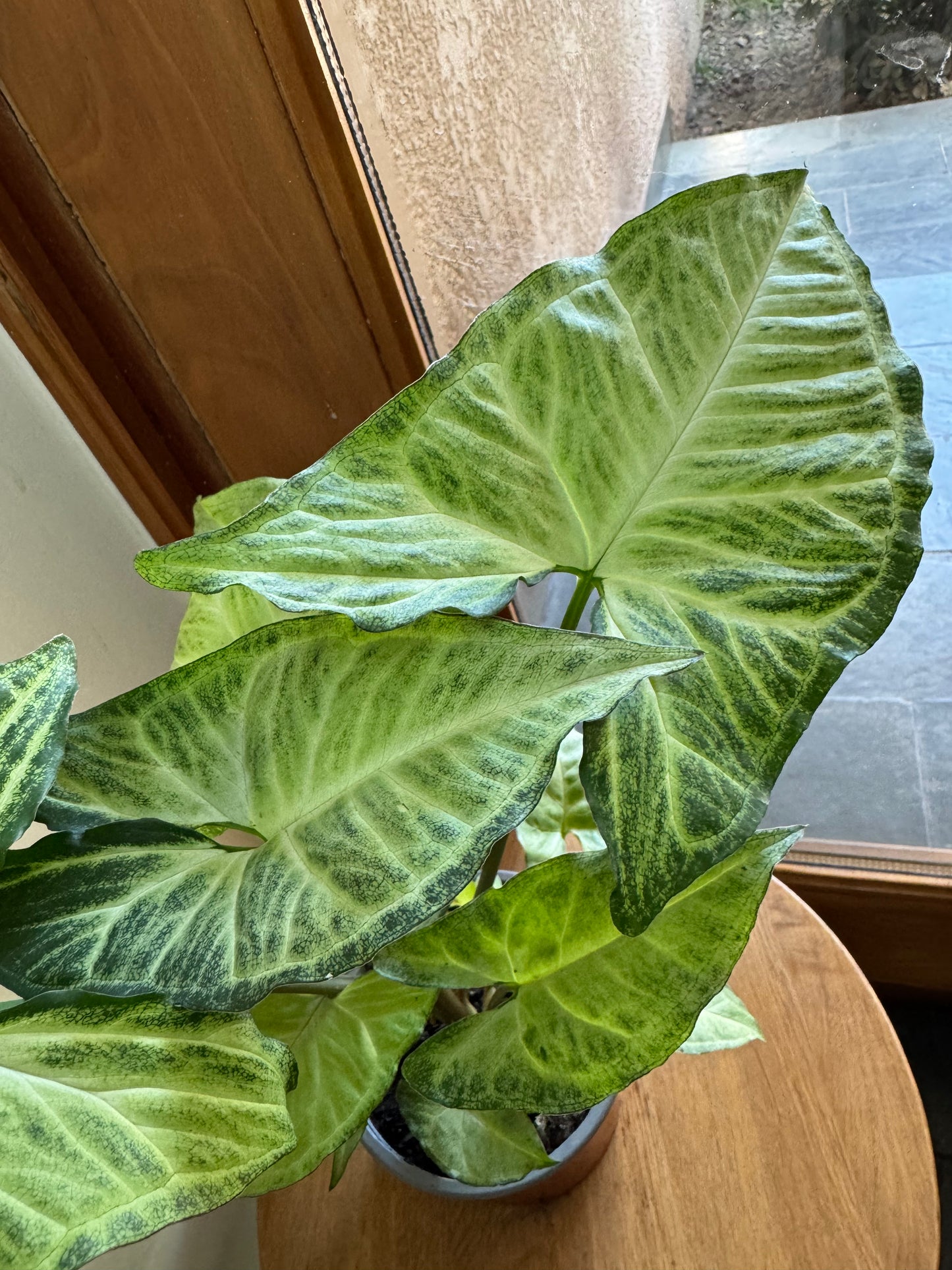 Syngonium podophyllum