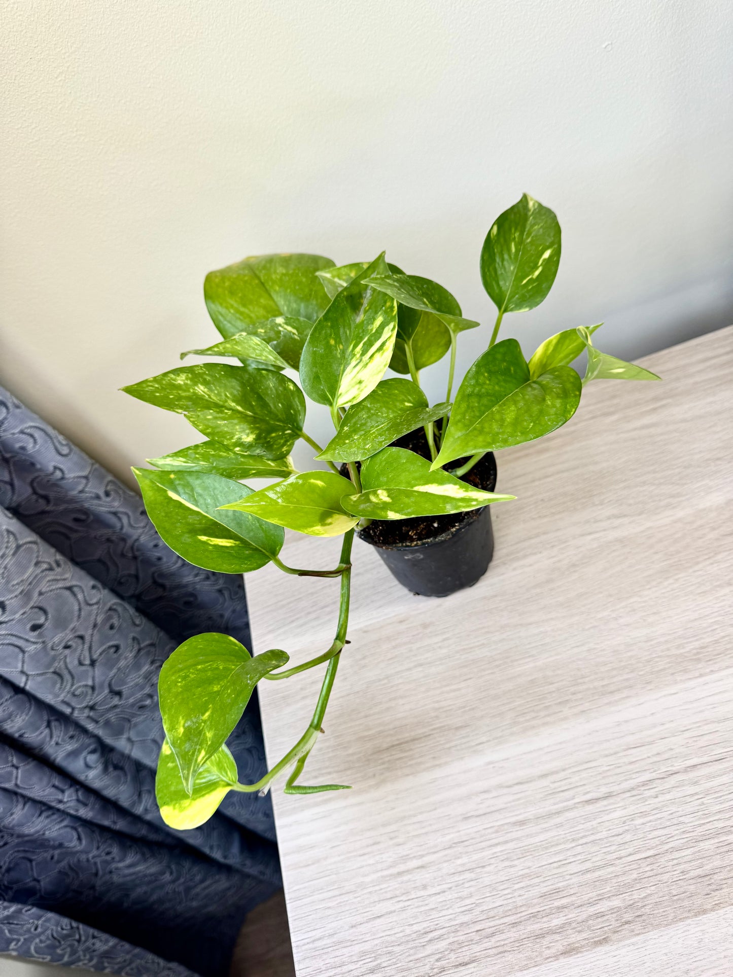 Scindapsus