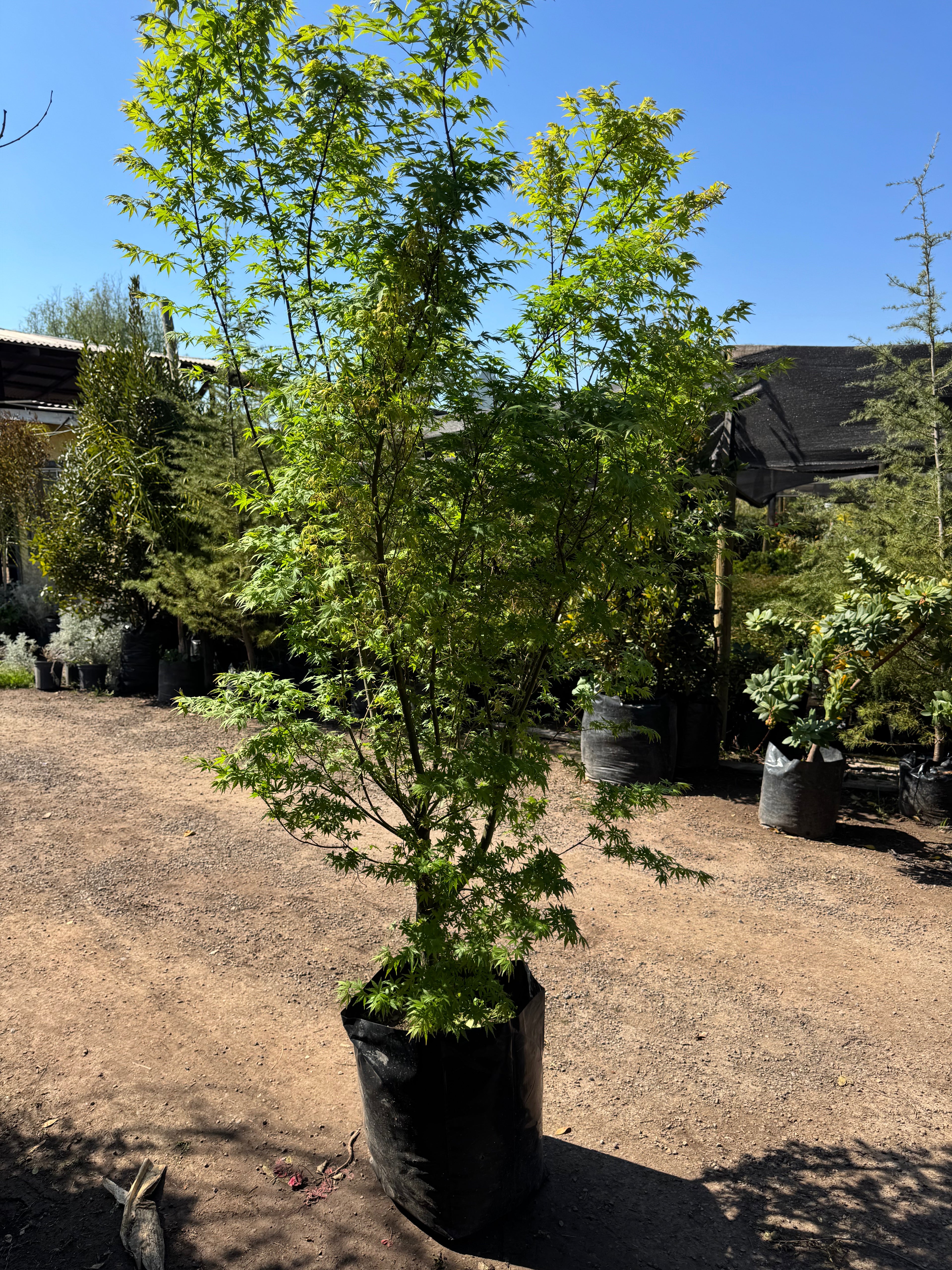 Acer Japonico