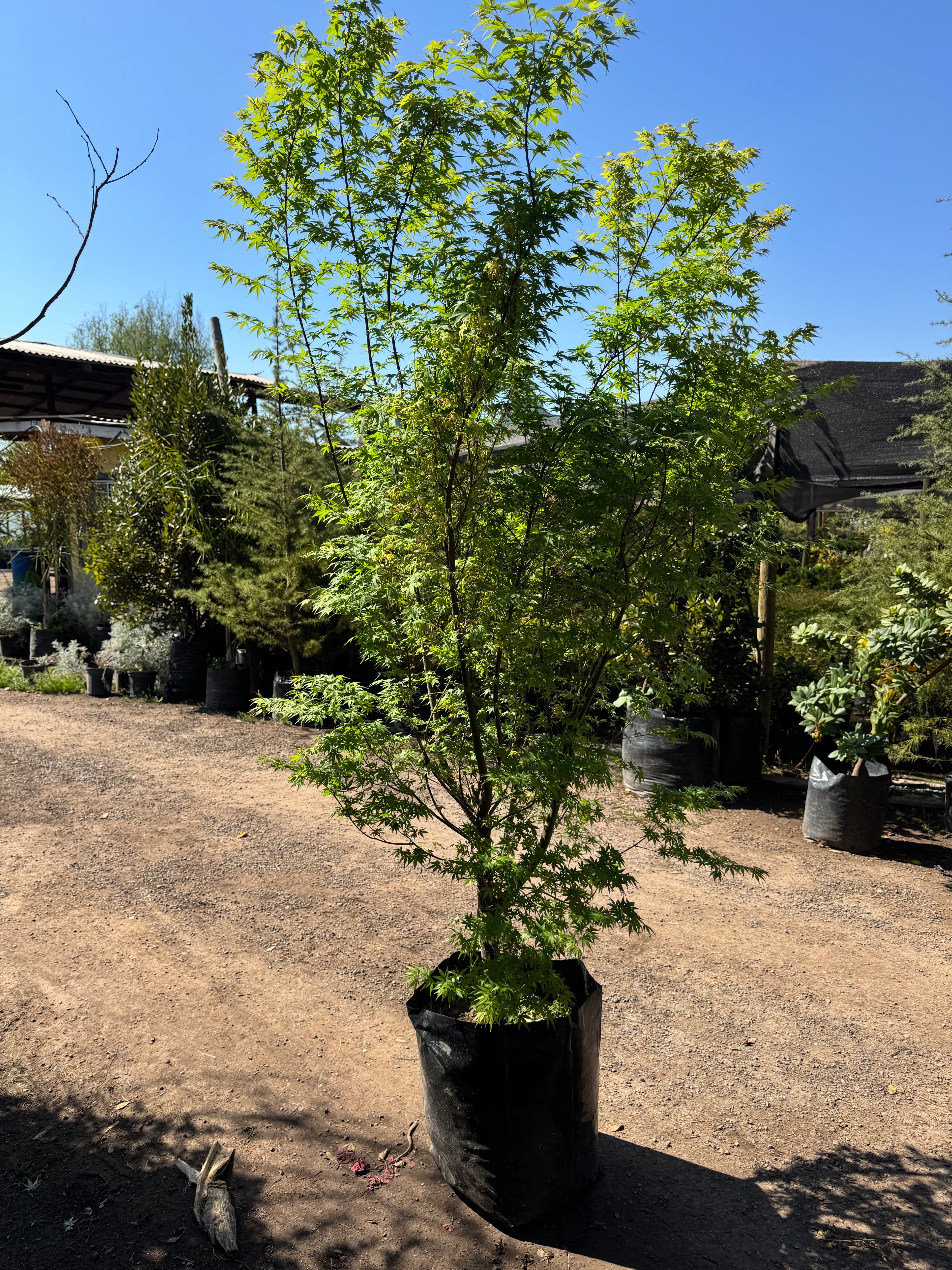 Acer Japonico