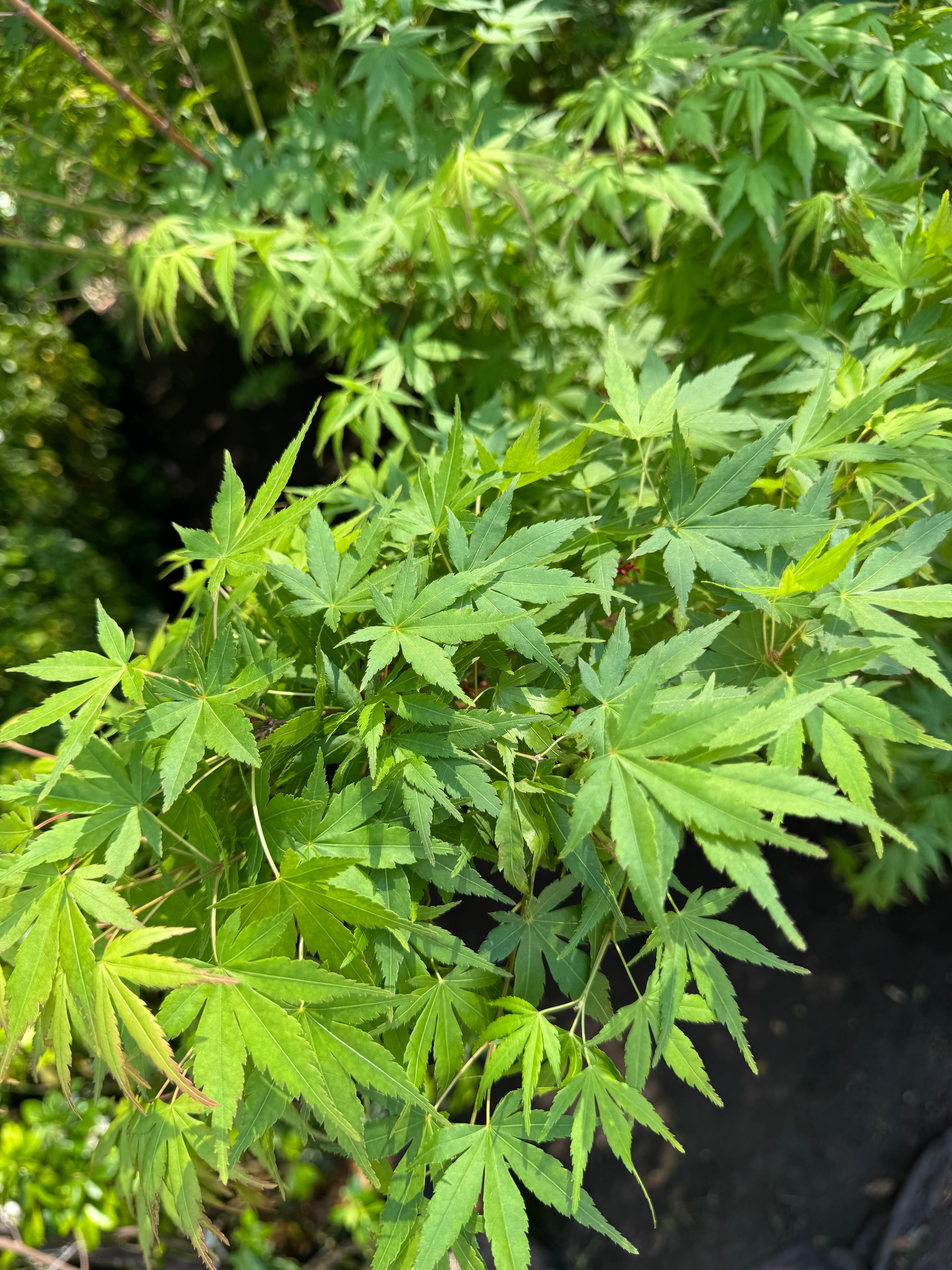 Acer Japonico