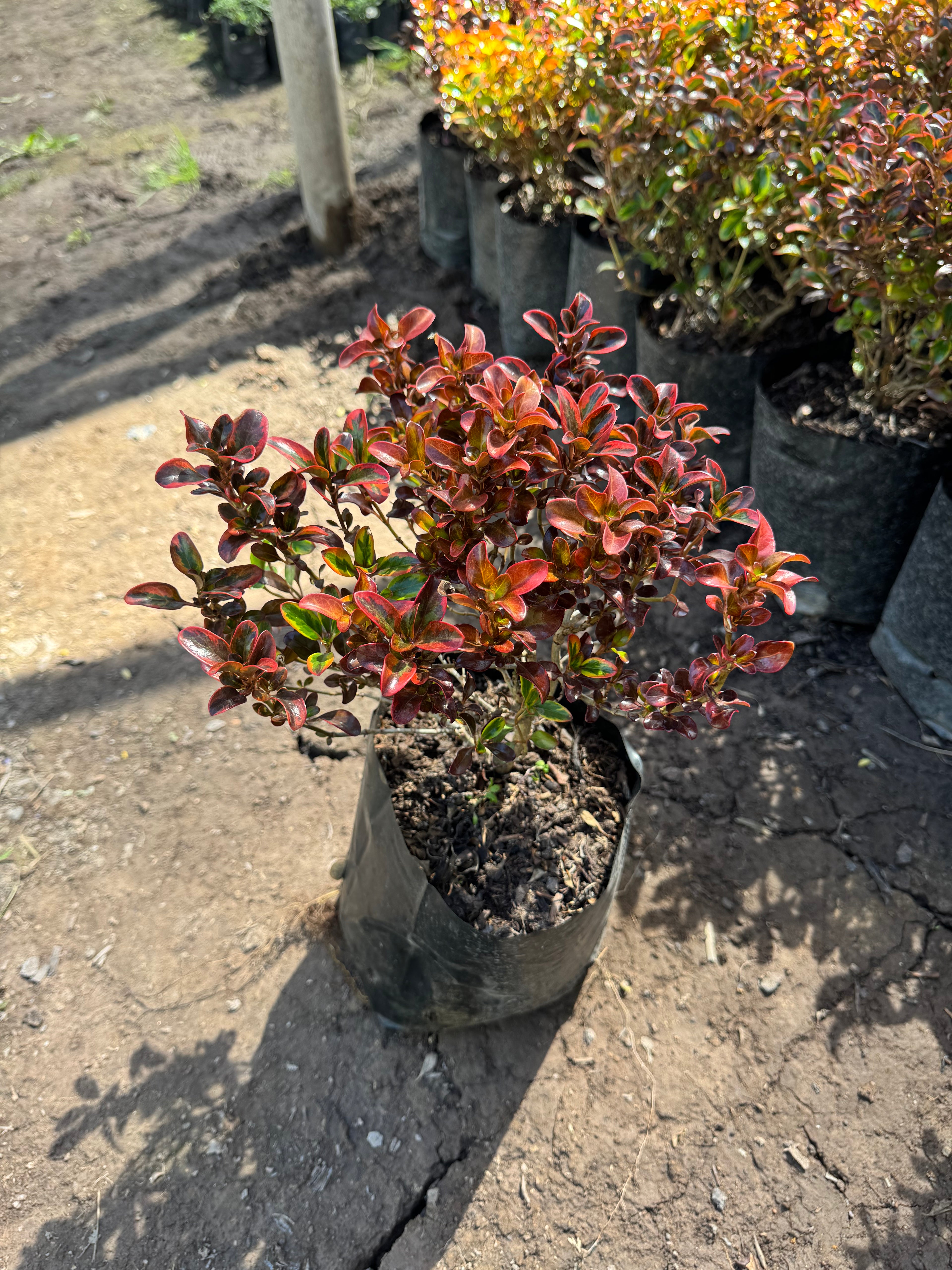Coprosma