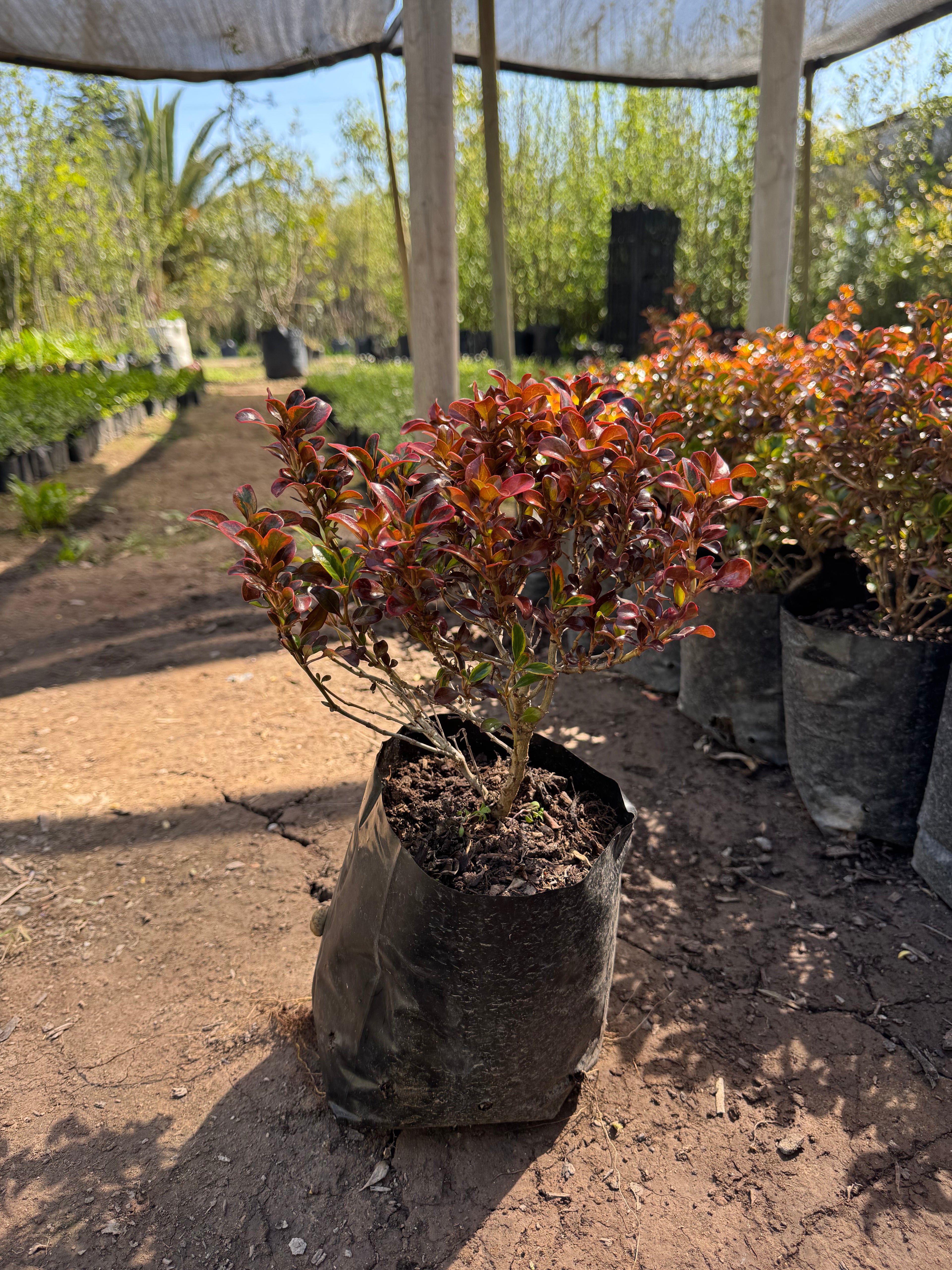 Coprosma