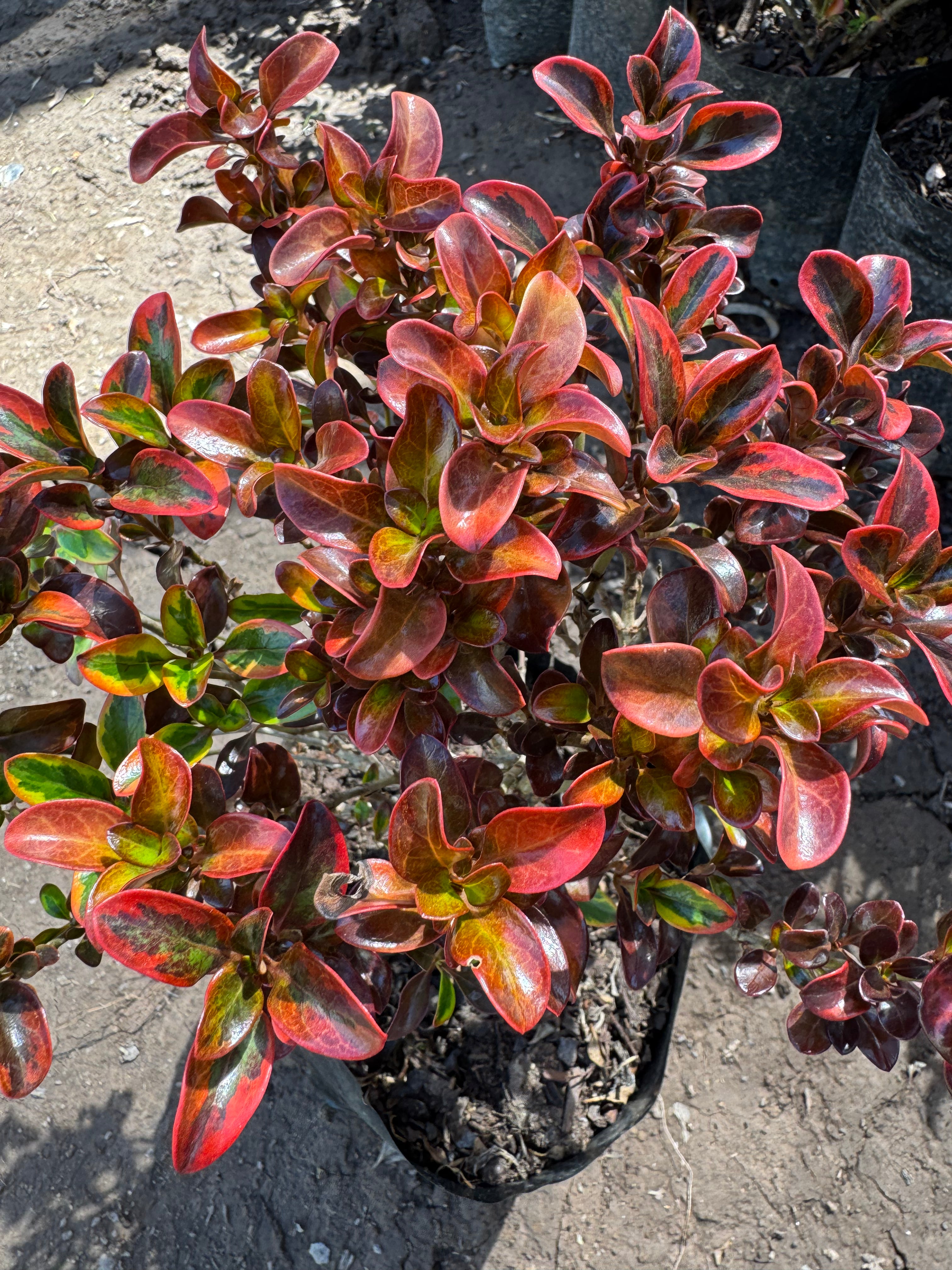 Coprosma