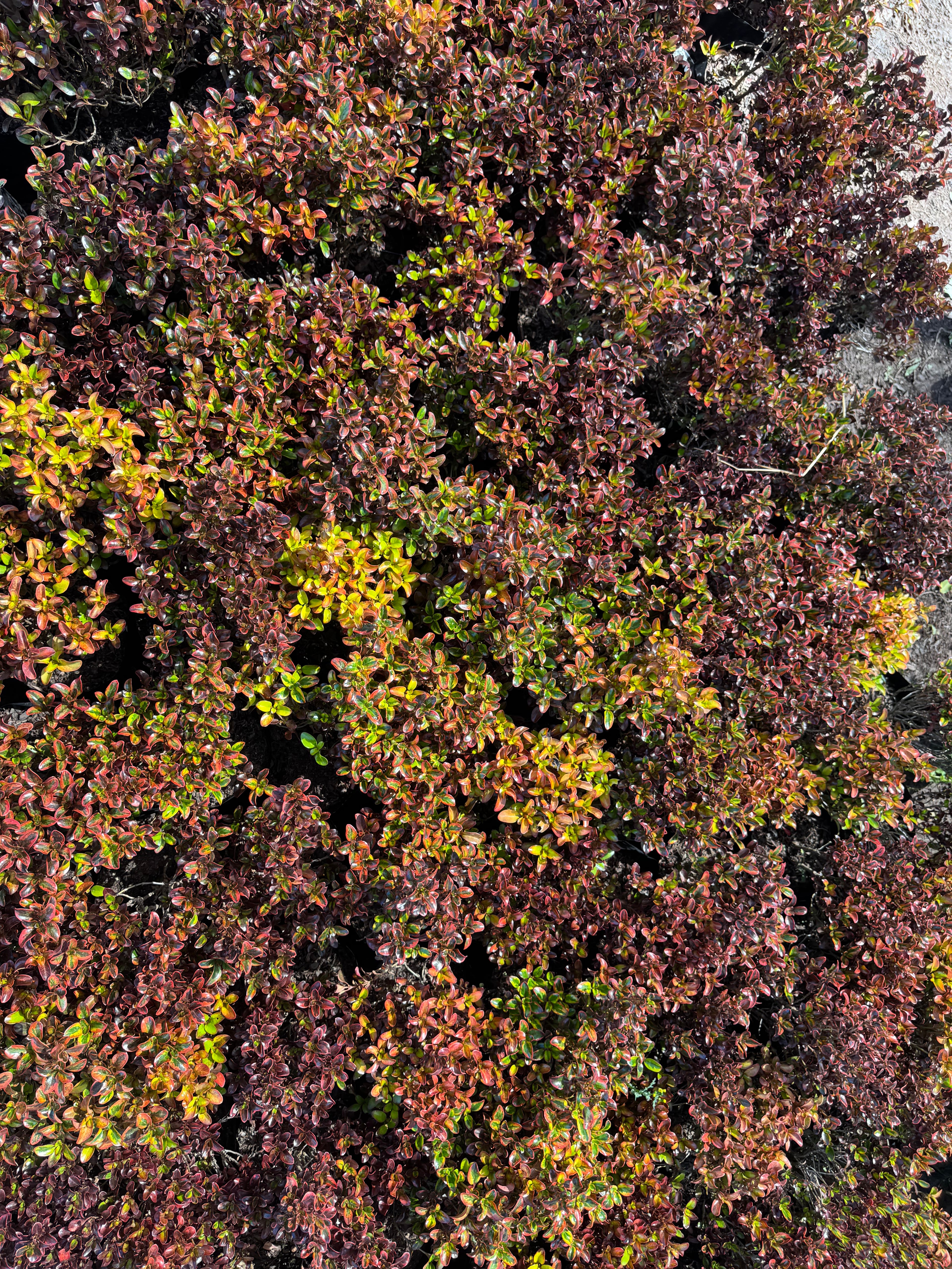 Coprosma