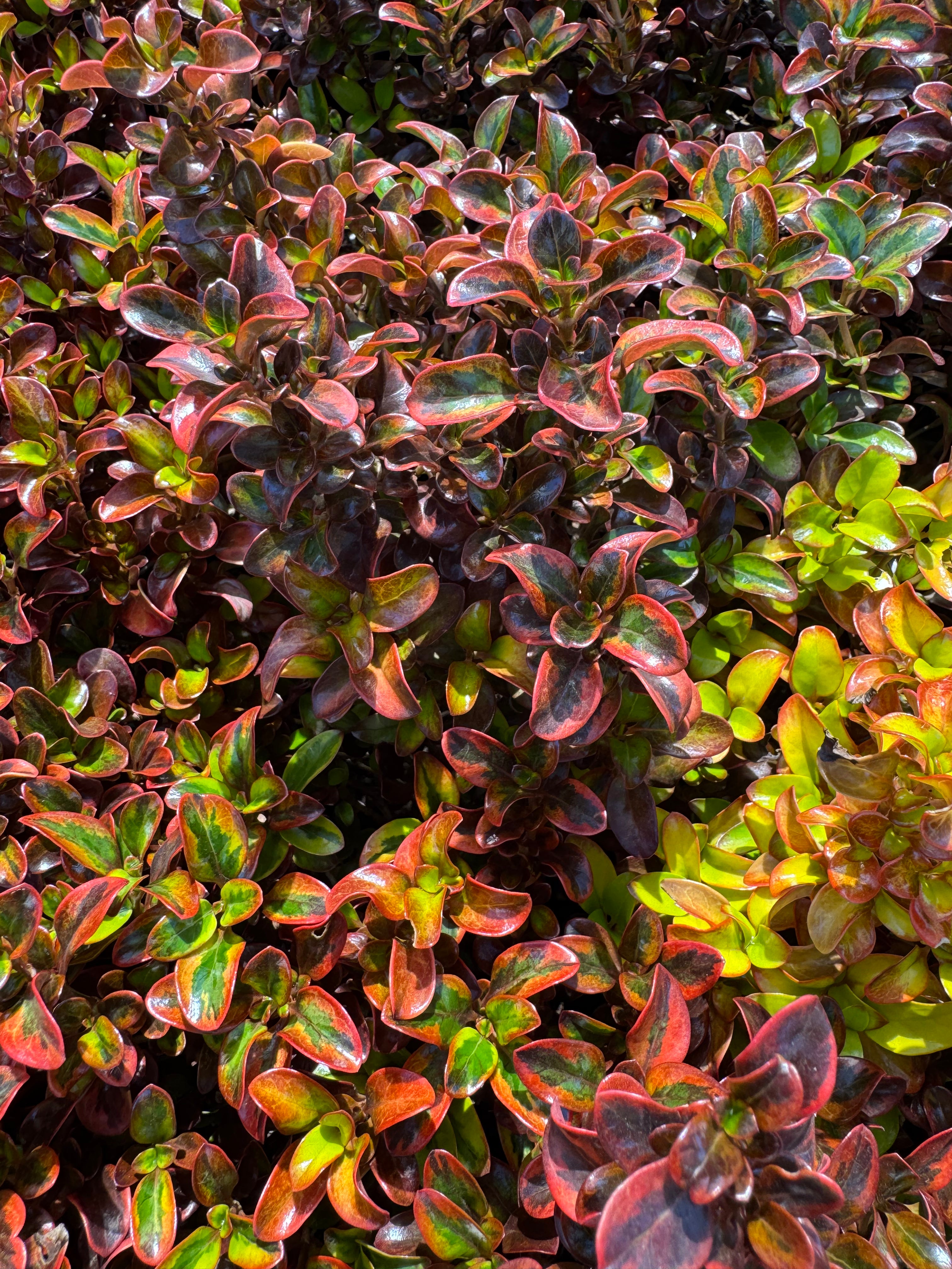 Coprosma