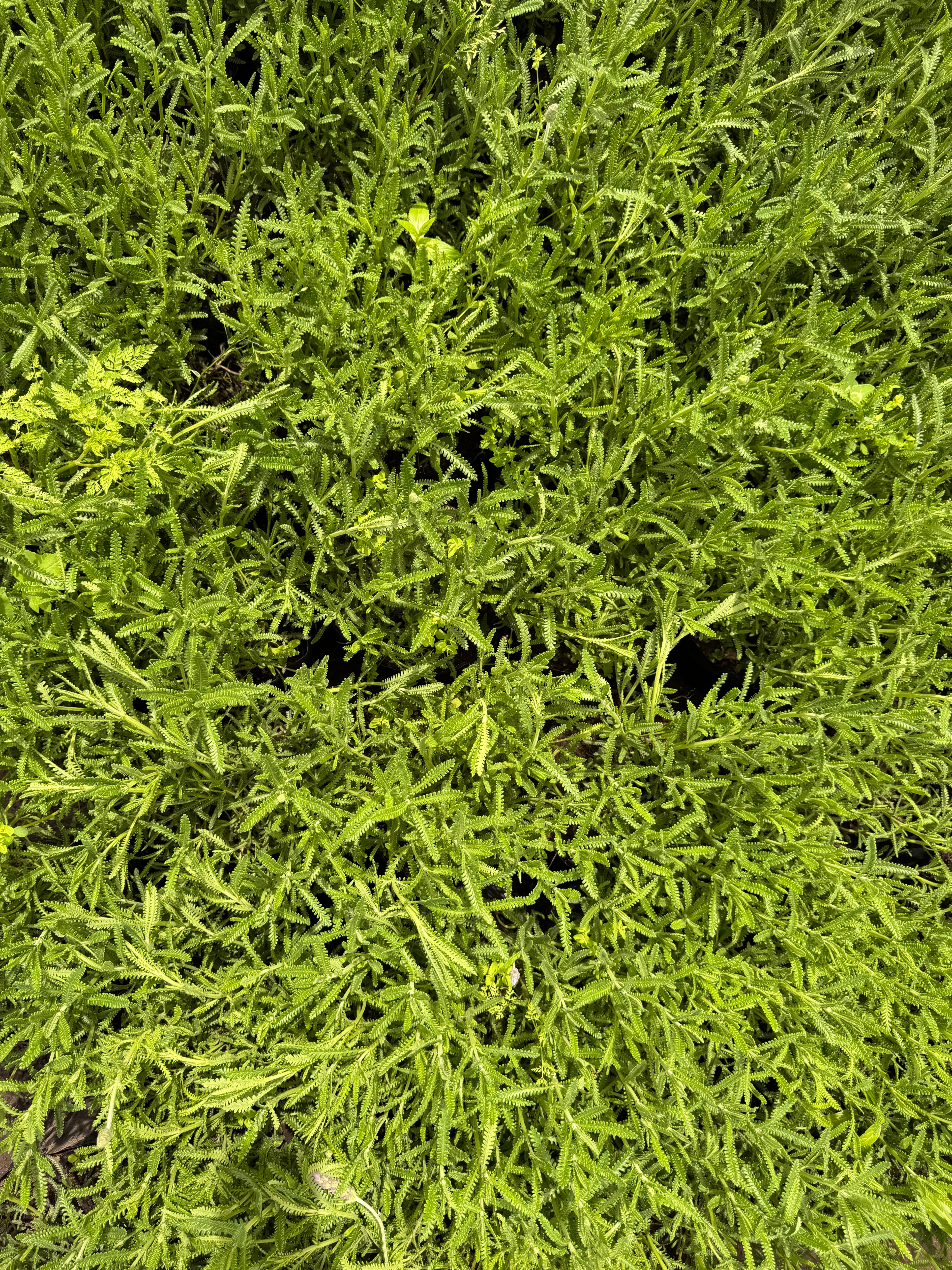 Lavanda dentata (Francesa)