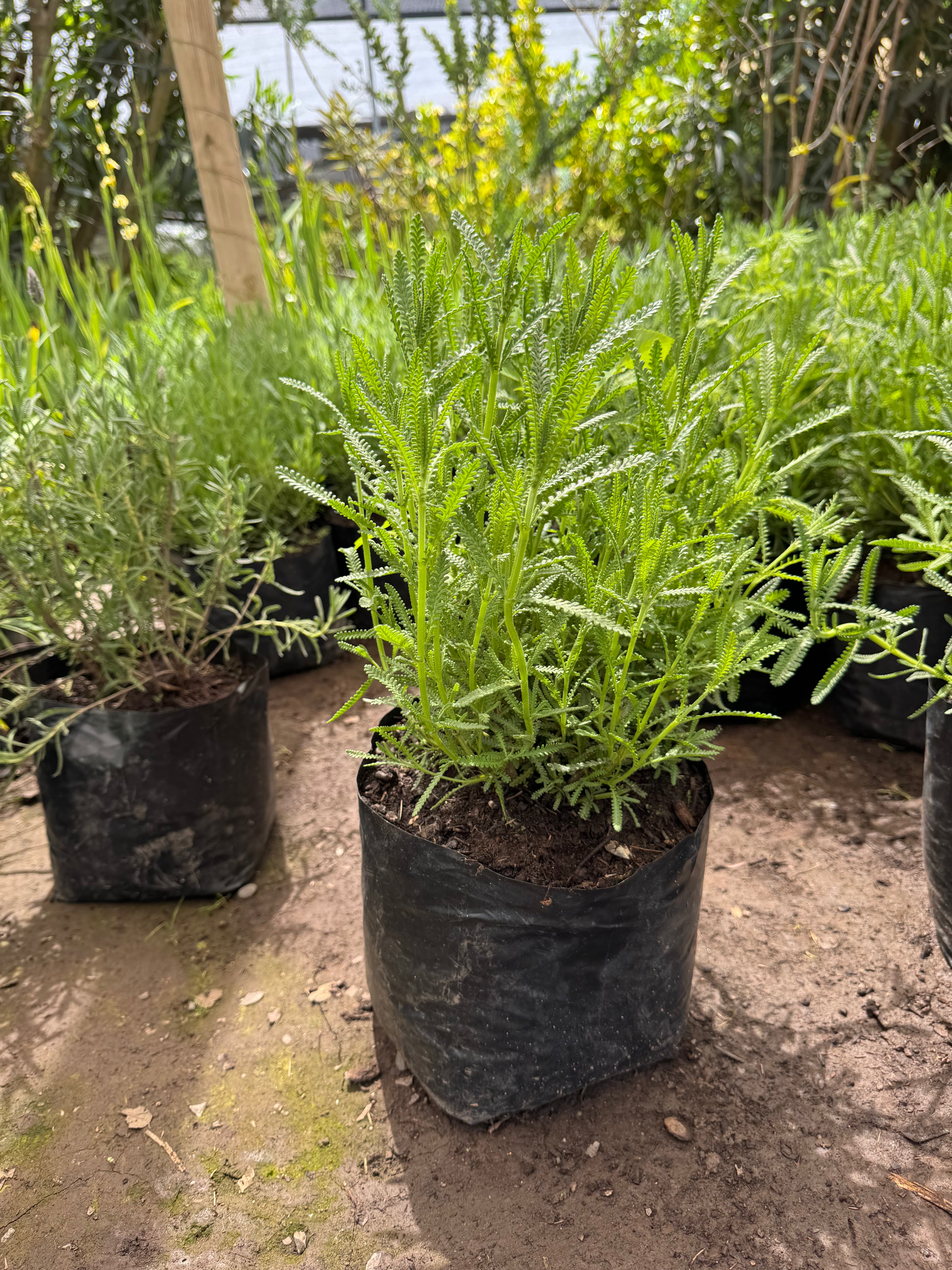 Lavanda dentata (Francesa)