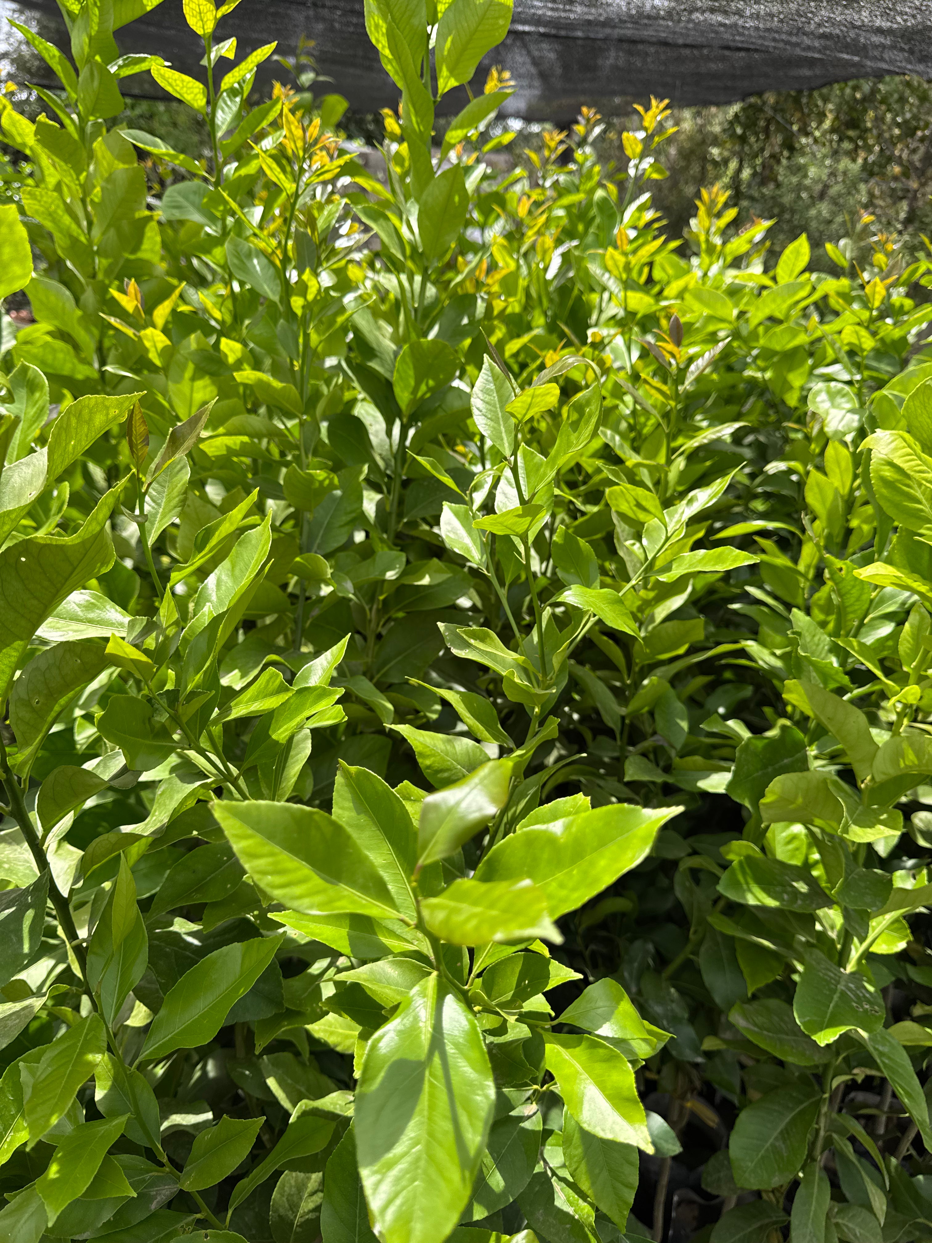 Limón Eureka