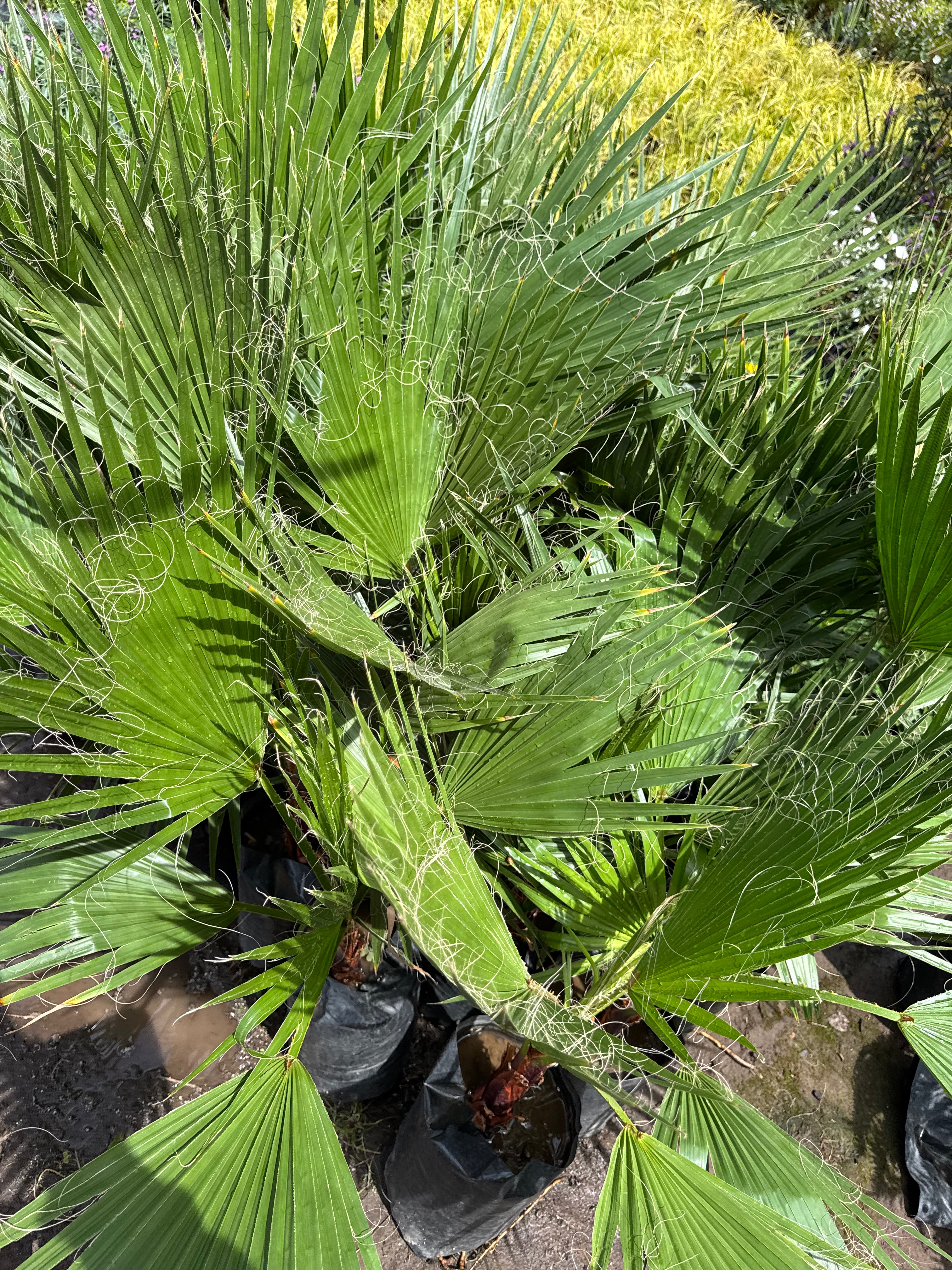 Palmera Washingtonia