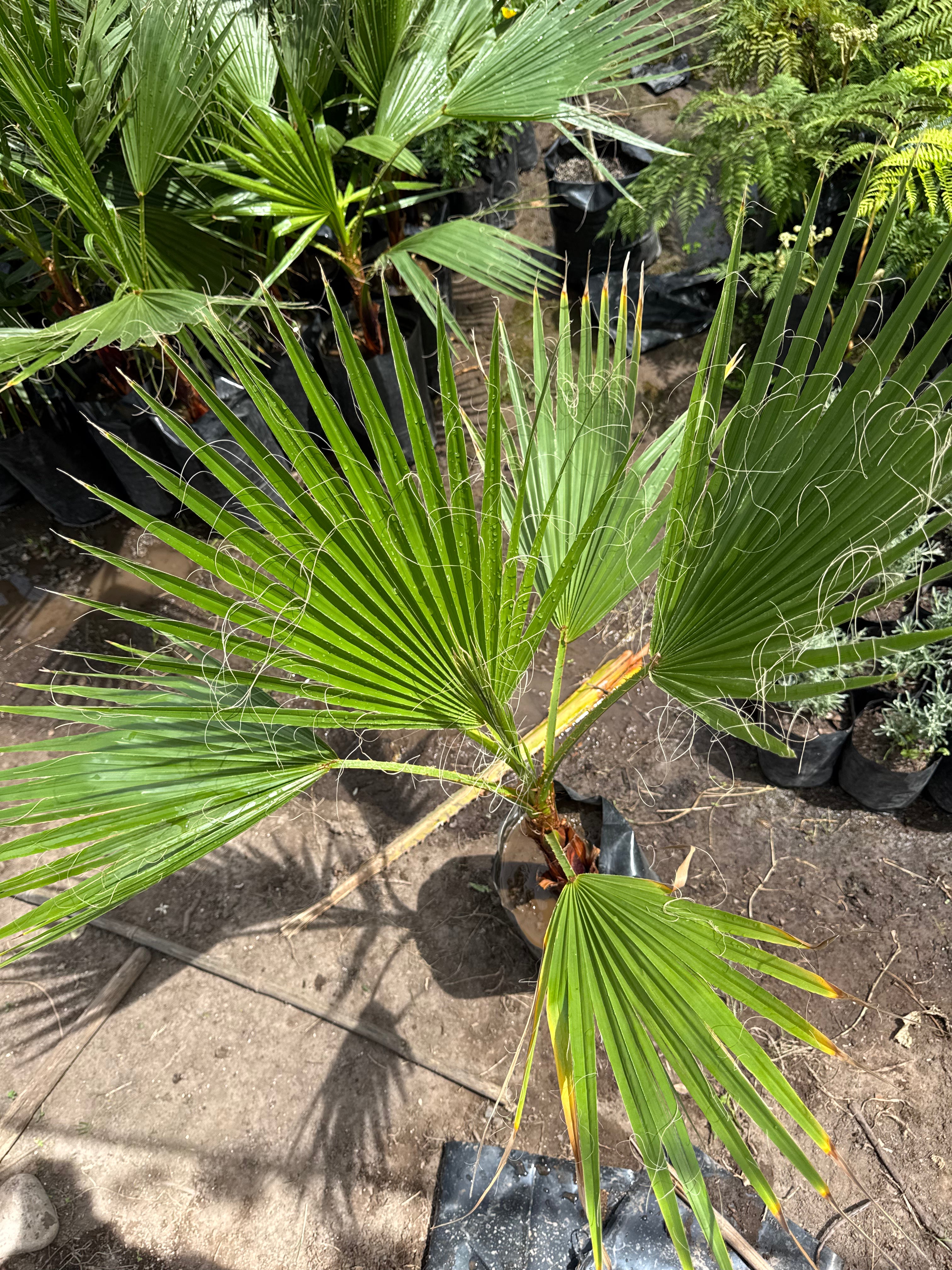 Palmera Washingtonia