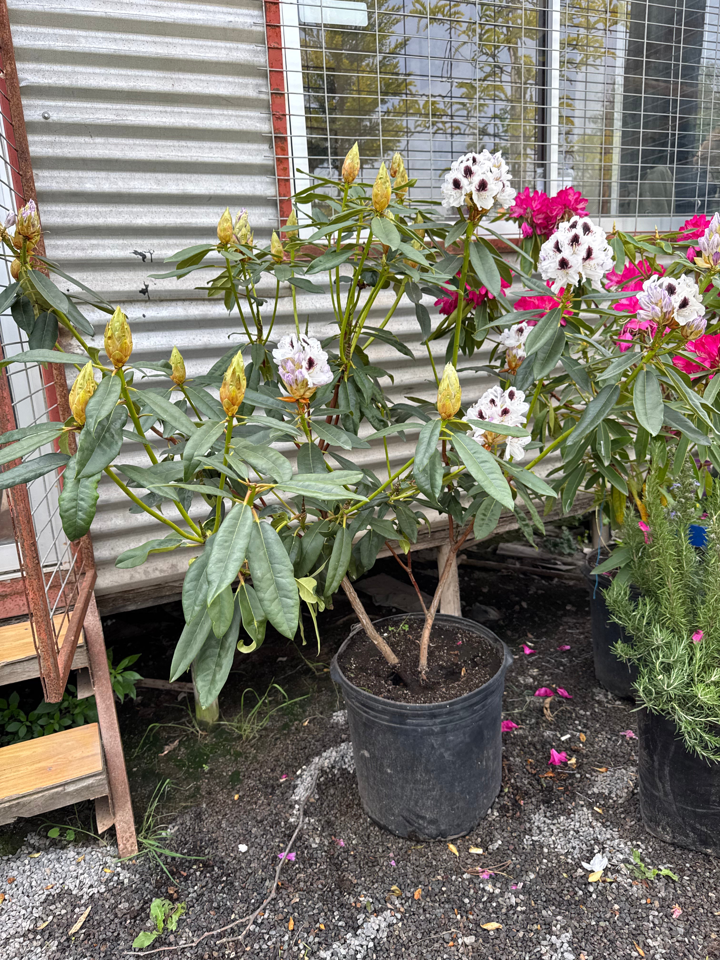 Rododendro