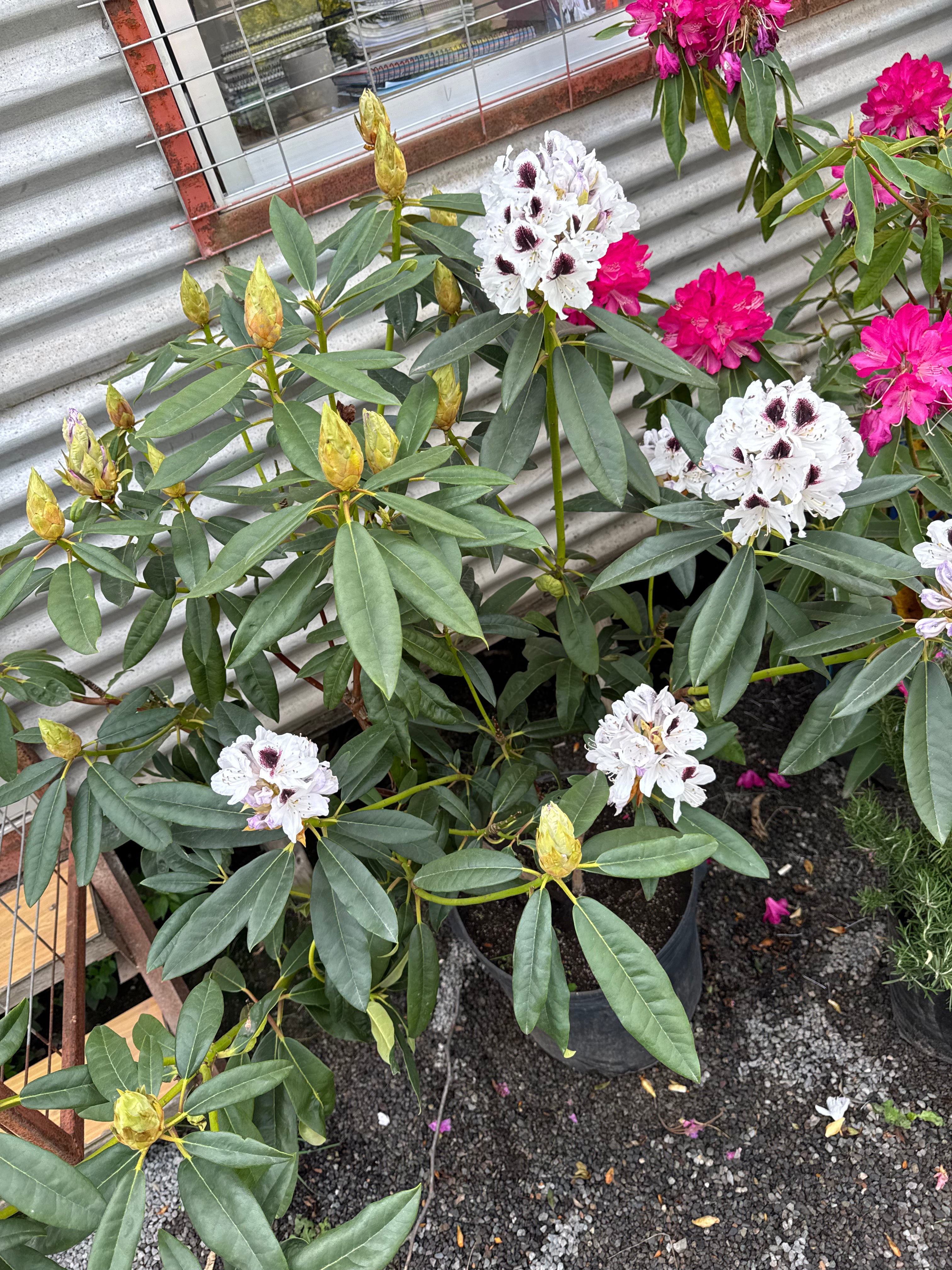 Rododendro
