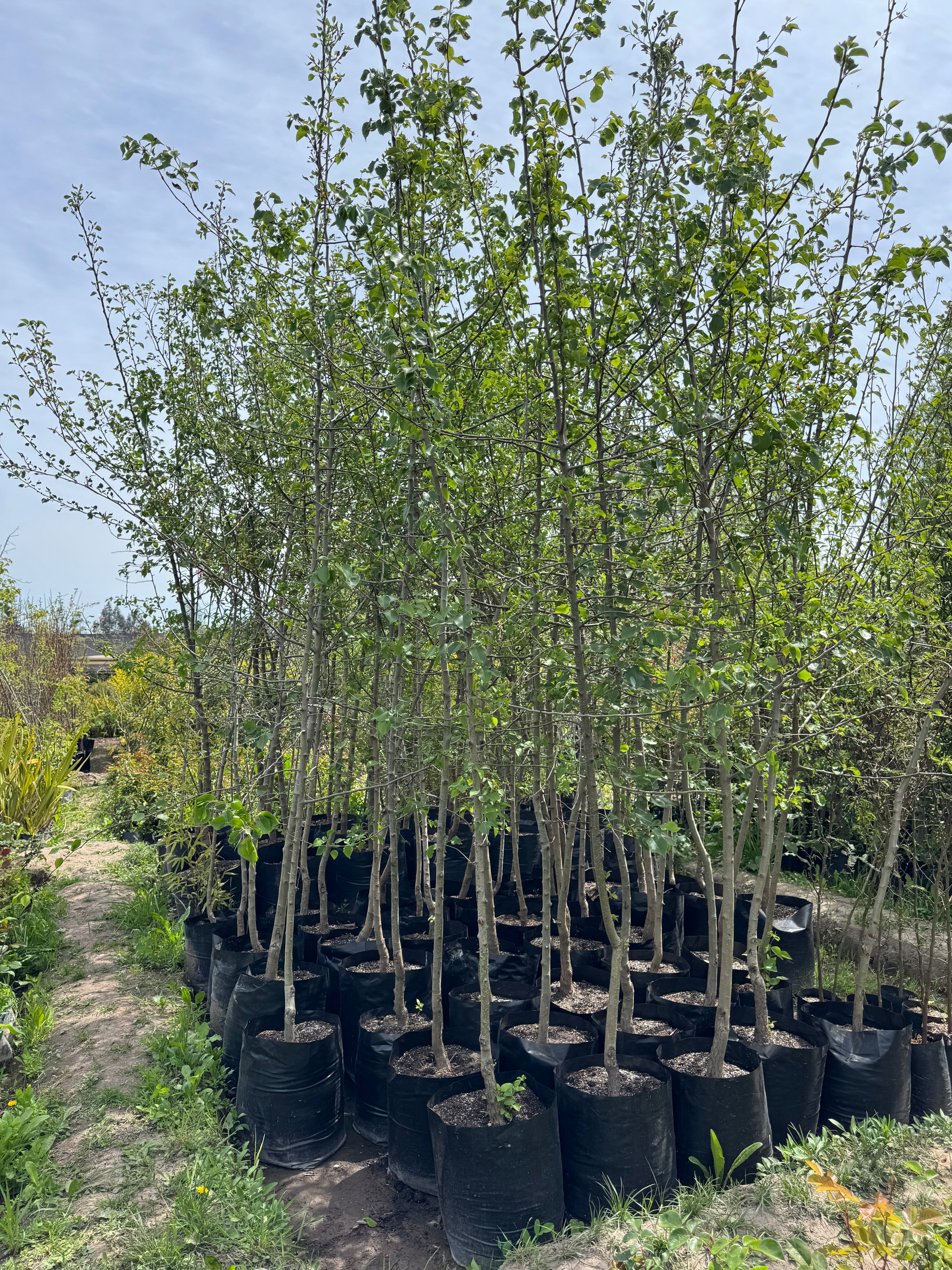 Peral De Flor (Pyrus Calleryana)