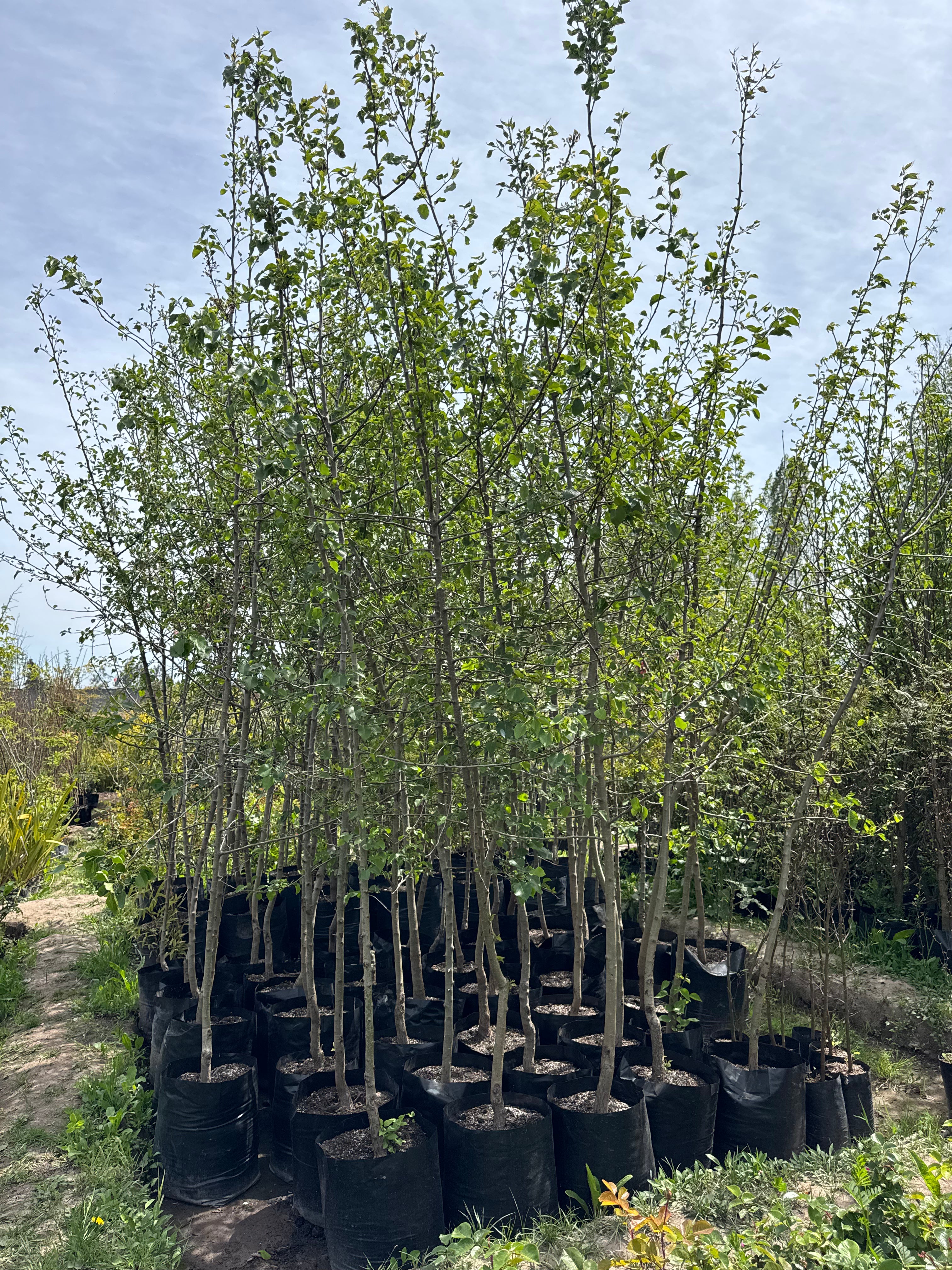 Peral De Flor (Pyrus Calleryana)