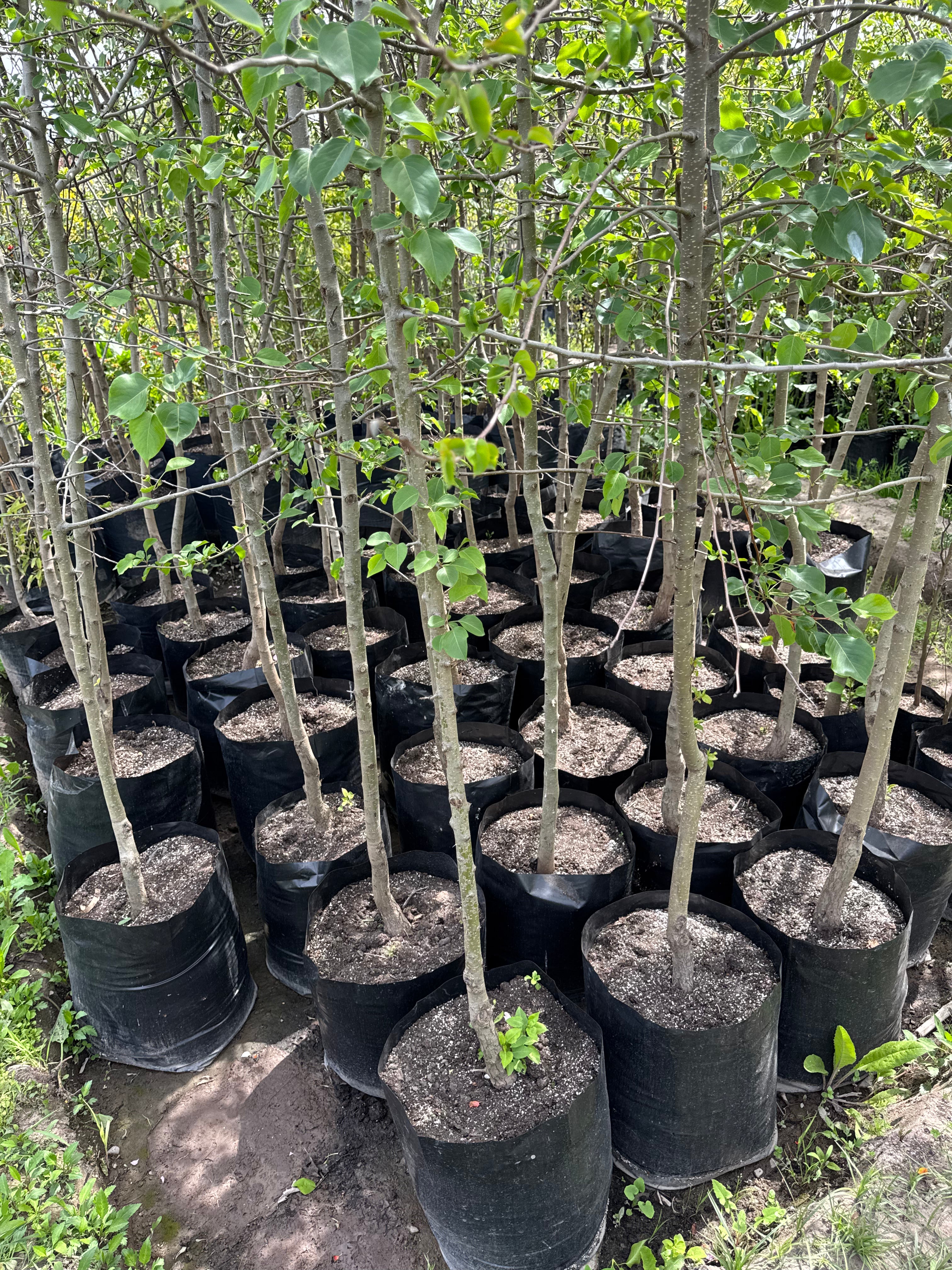 Peral De Flor (Pyrus Calleryana)