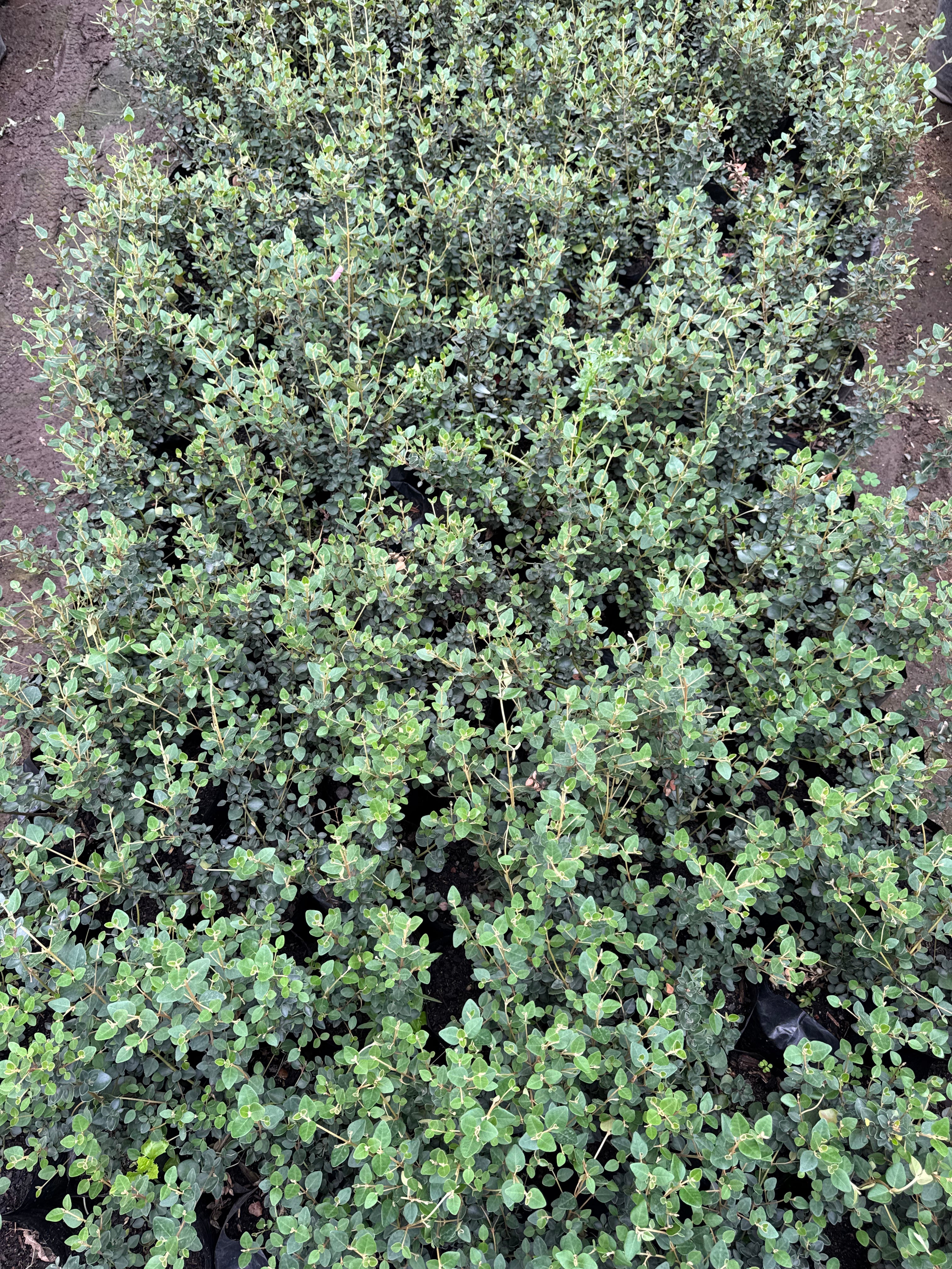 Correa Pulchella