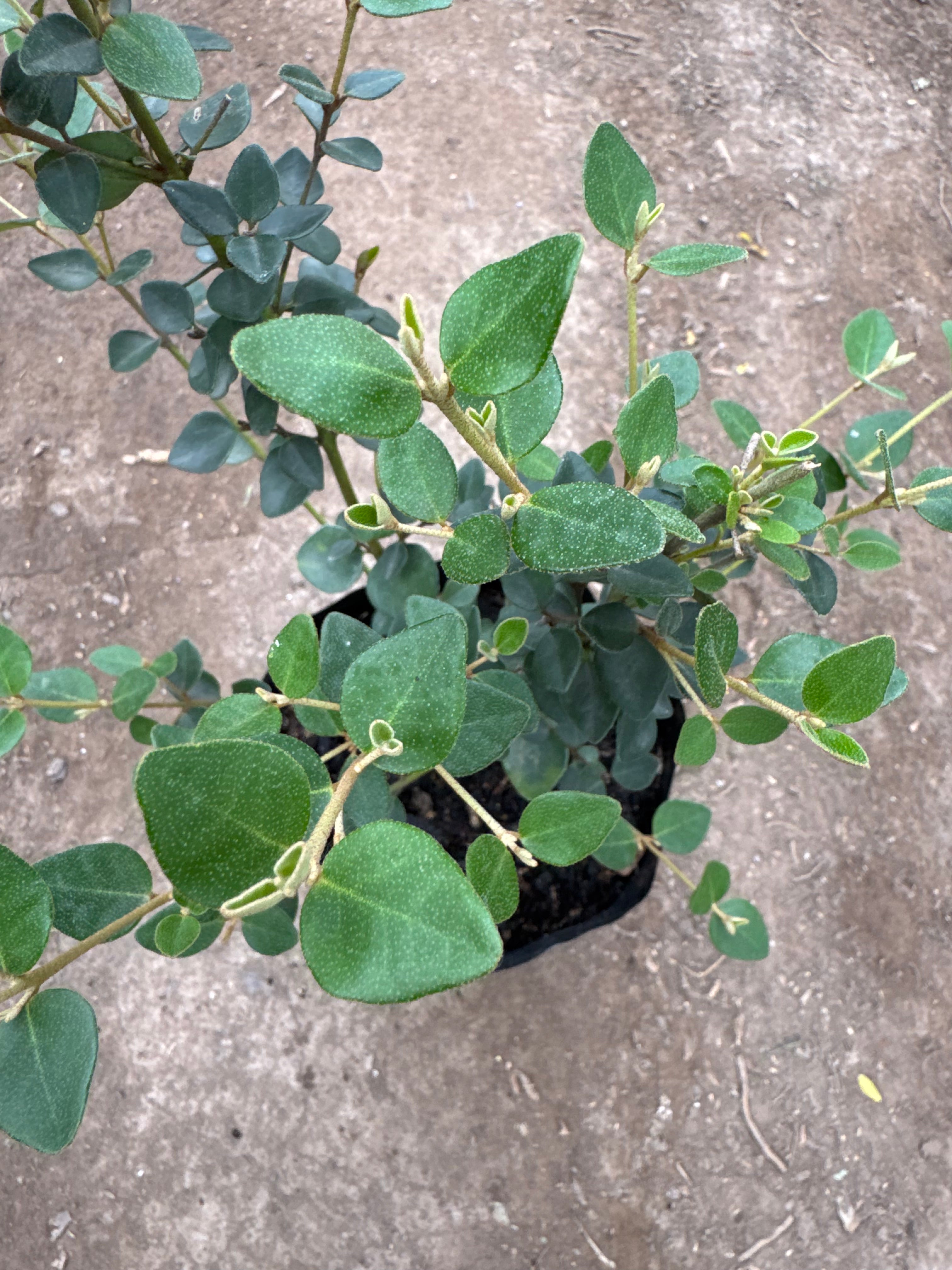 Correa Pulchella