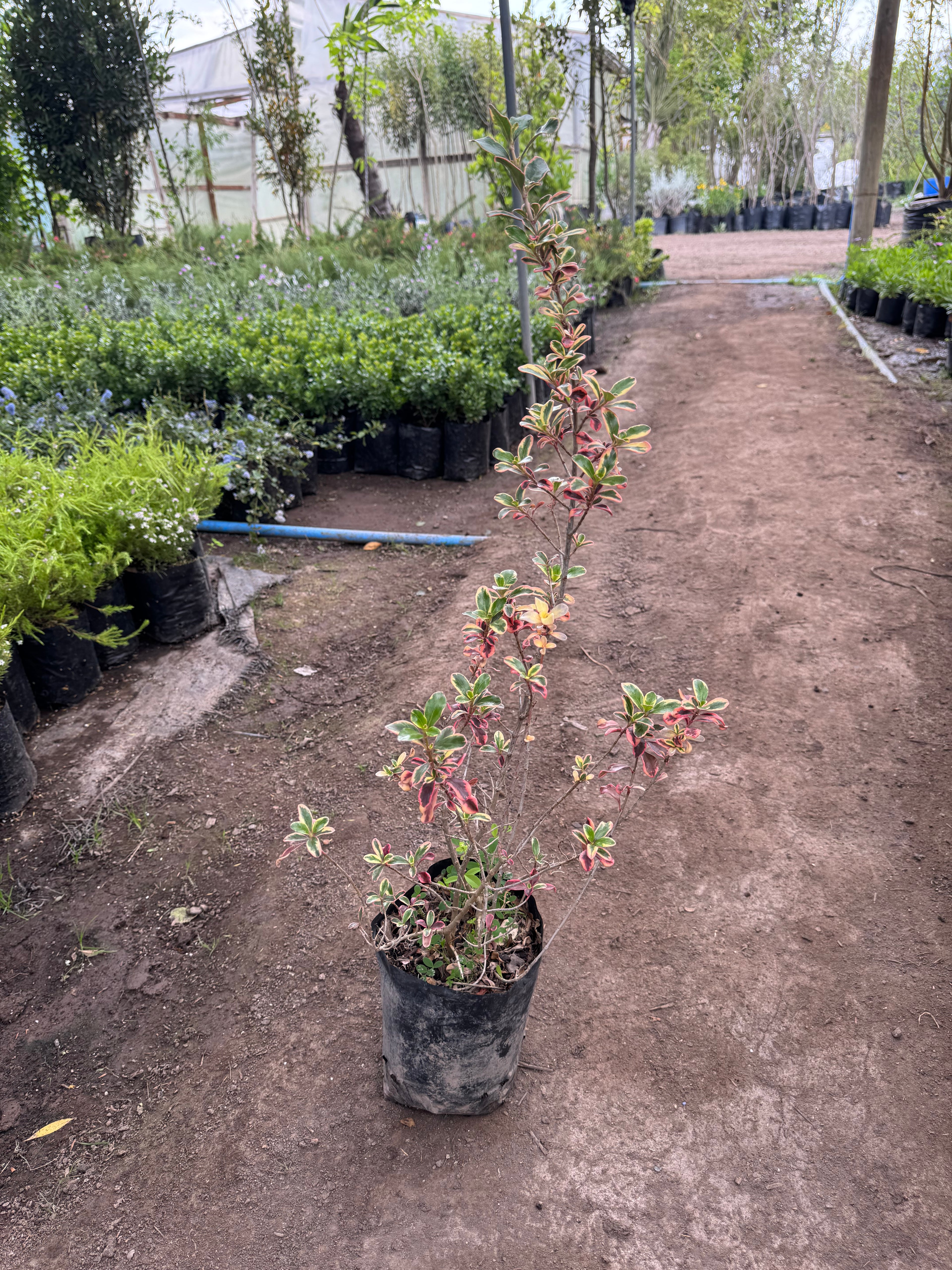 Coprosma Tequilla