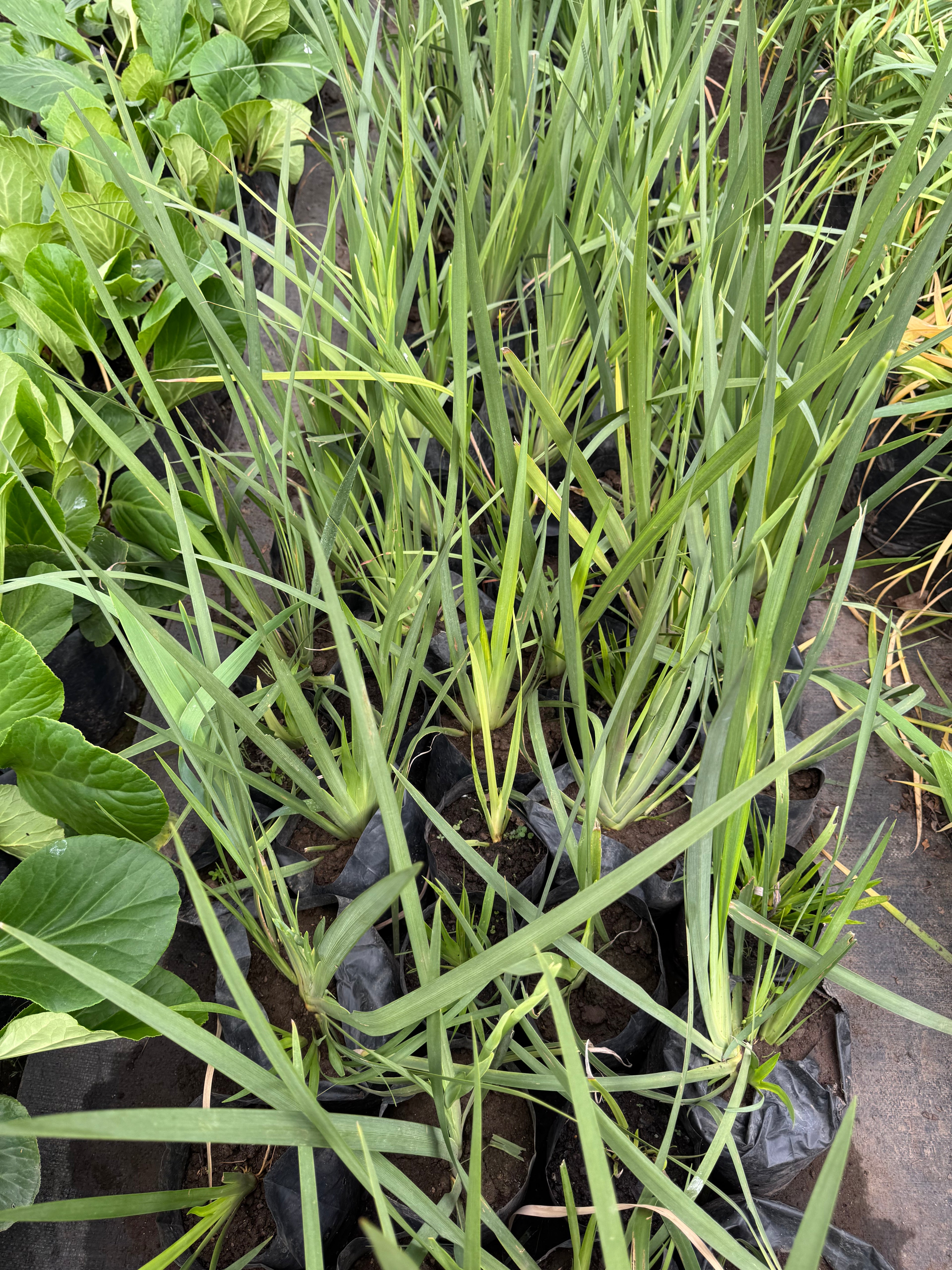 Dietes