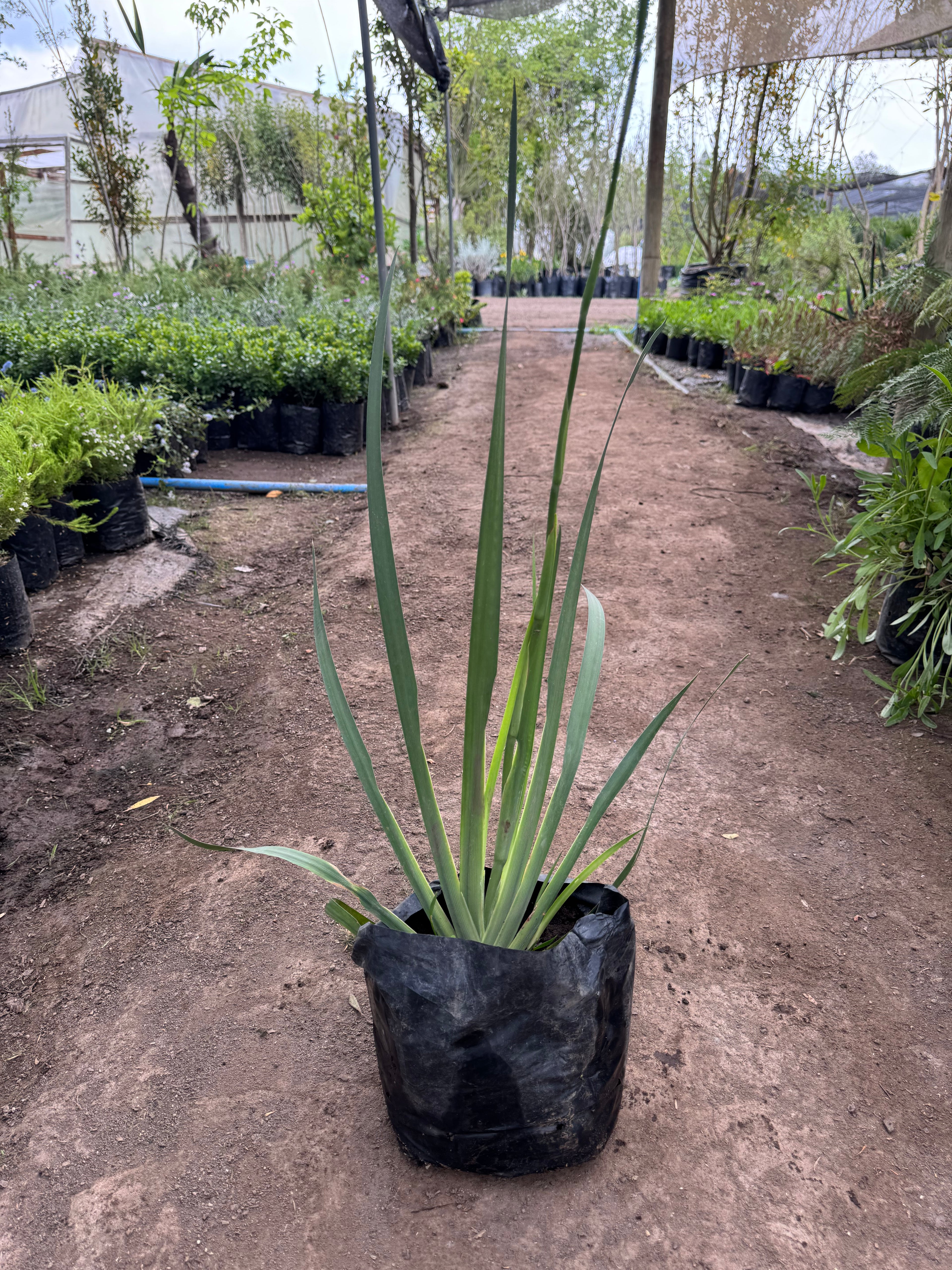 Dietes