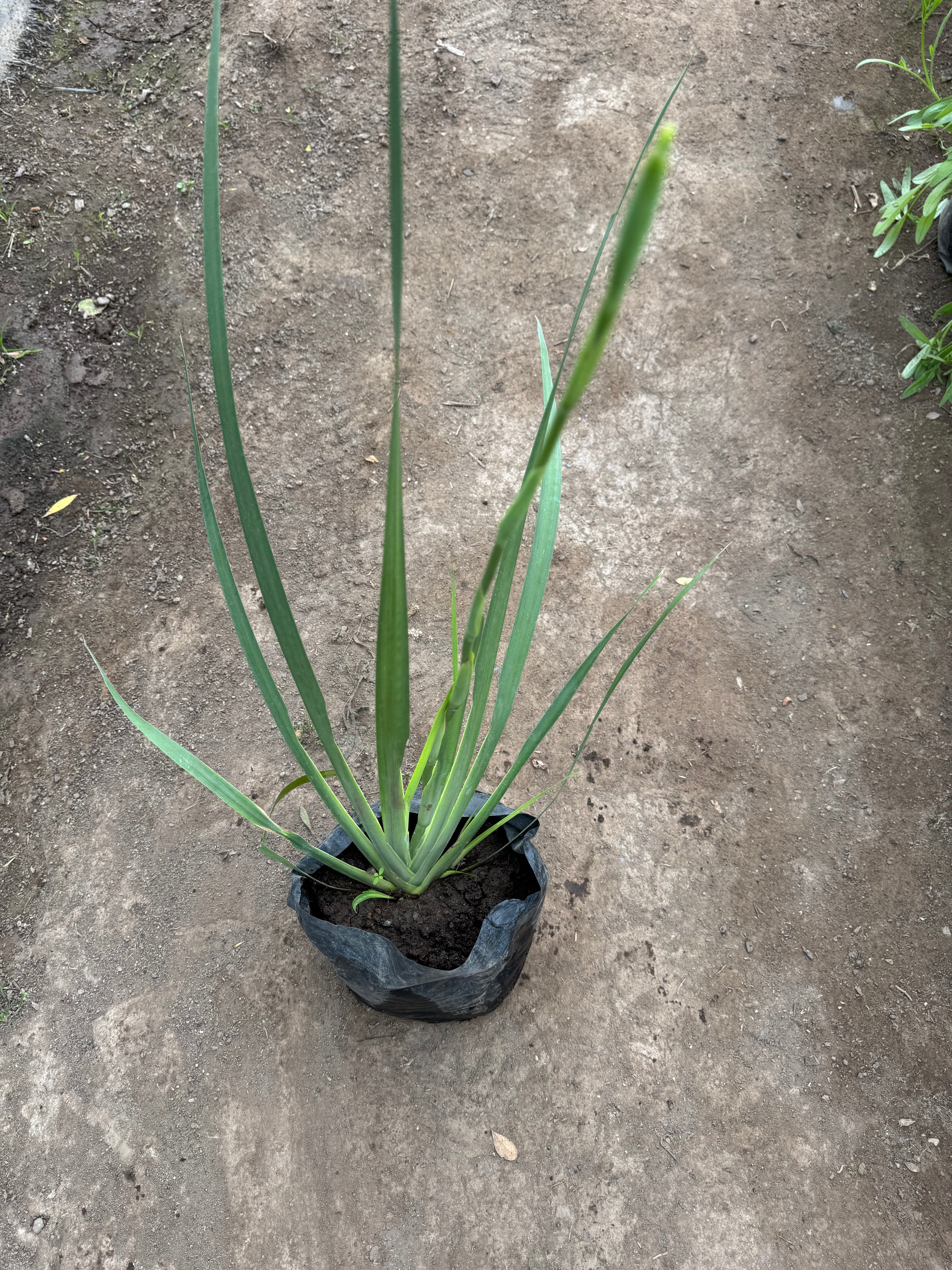 Dietes