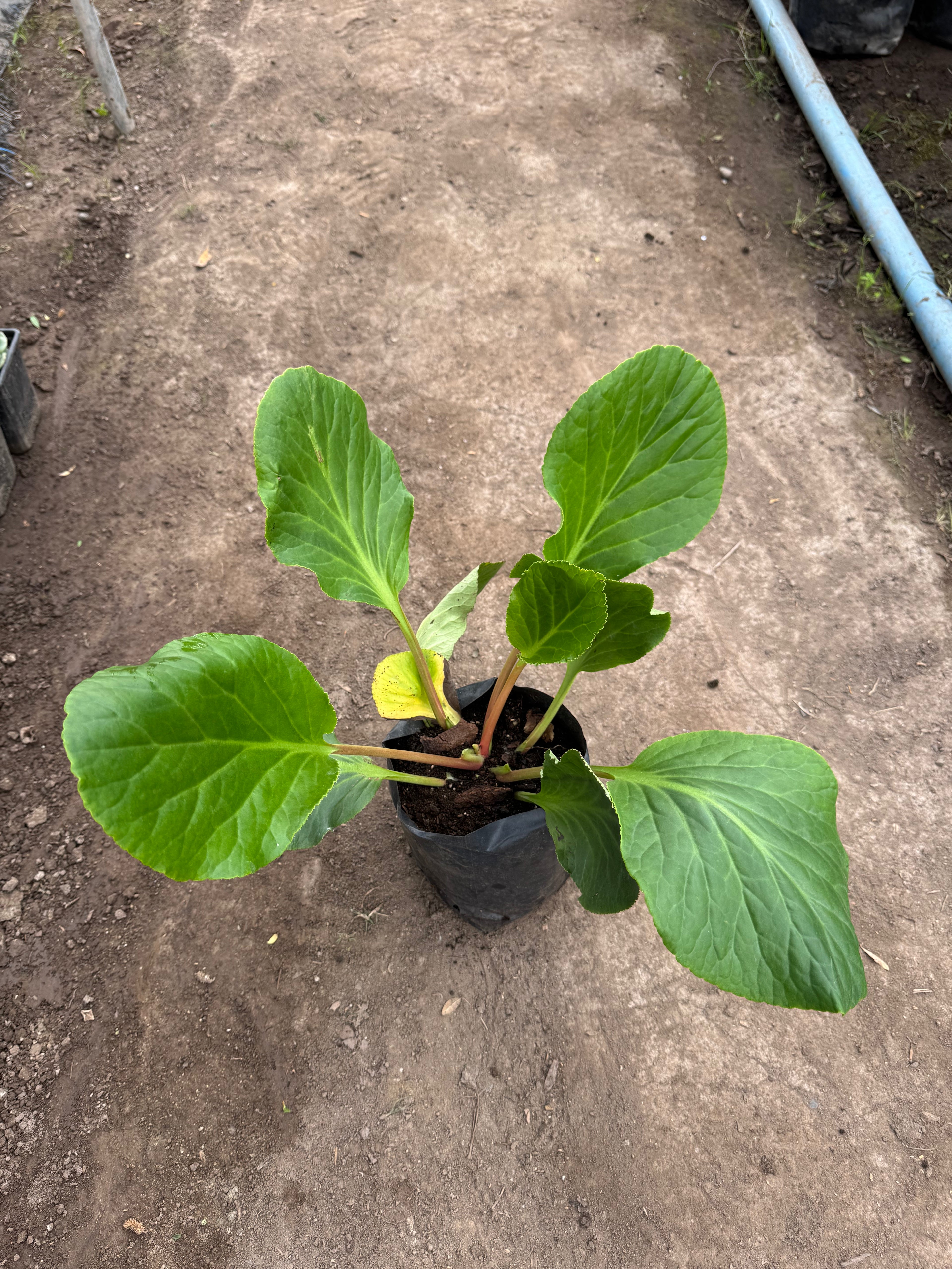 Hortensias de Invierno