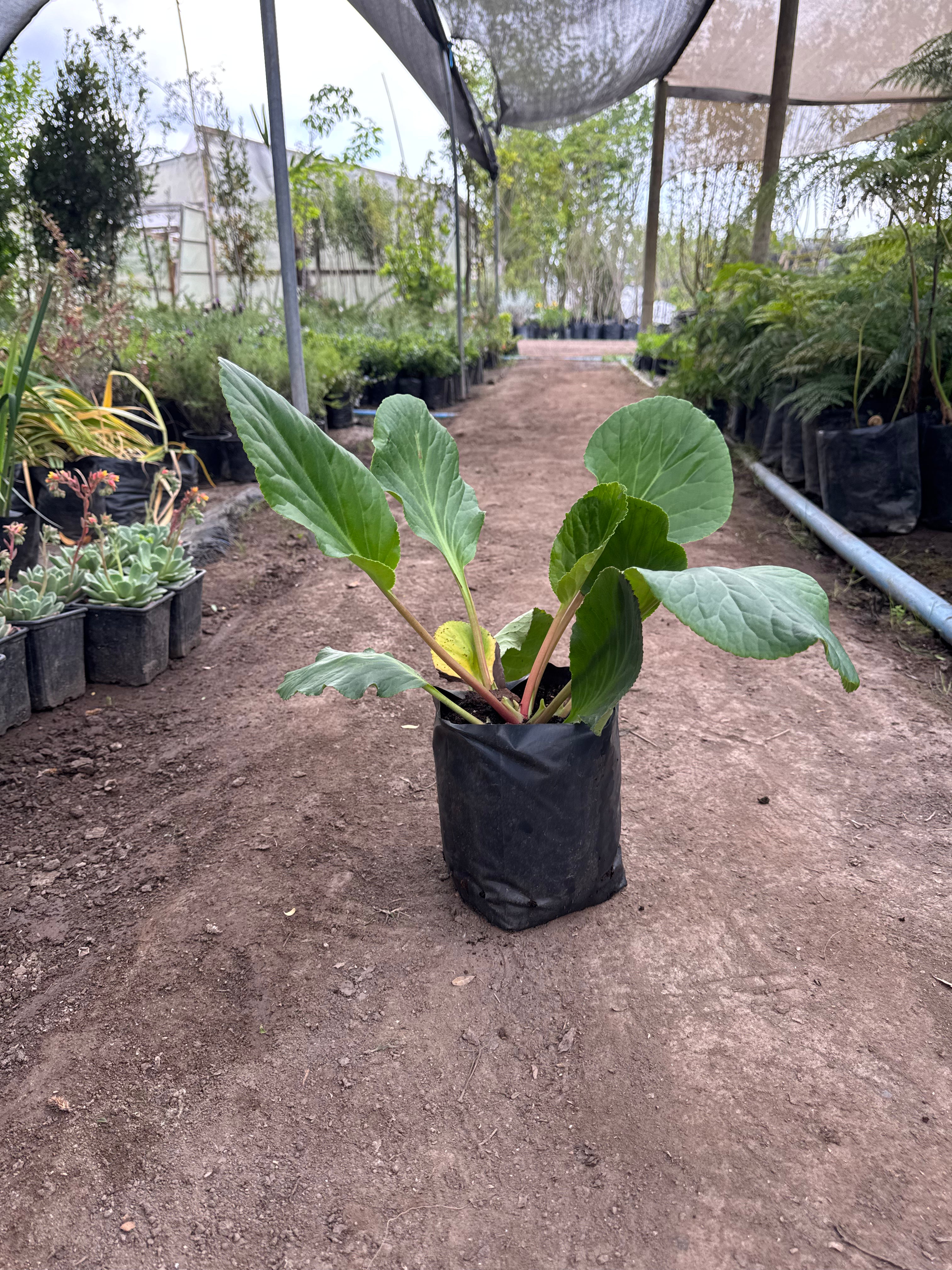 Hortensias de Invierno