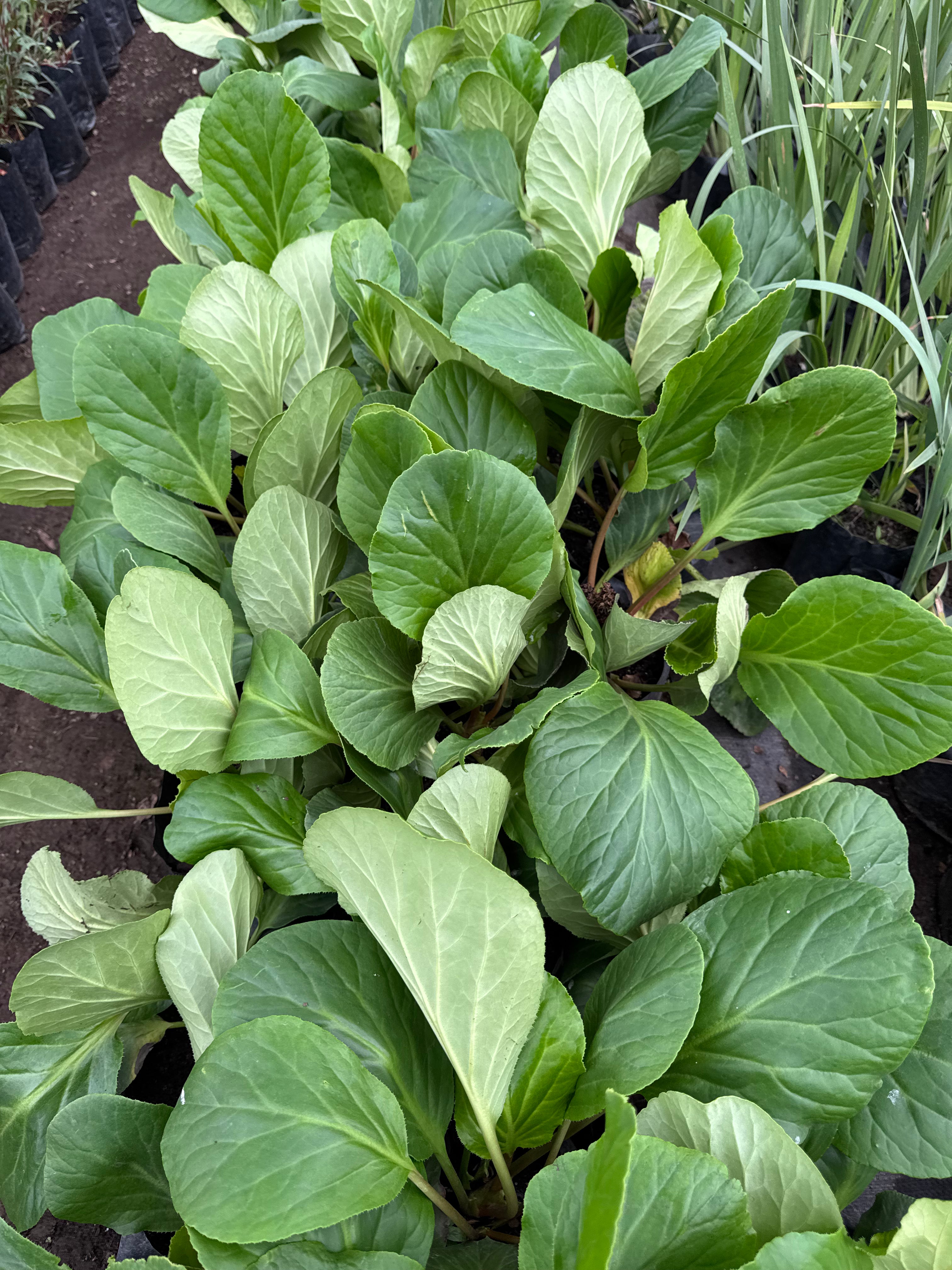 Hortensias de Invierno
