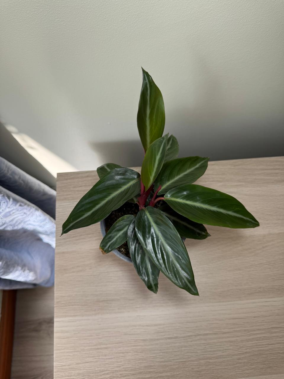 Stromanthe Sanguinea Sound