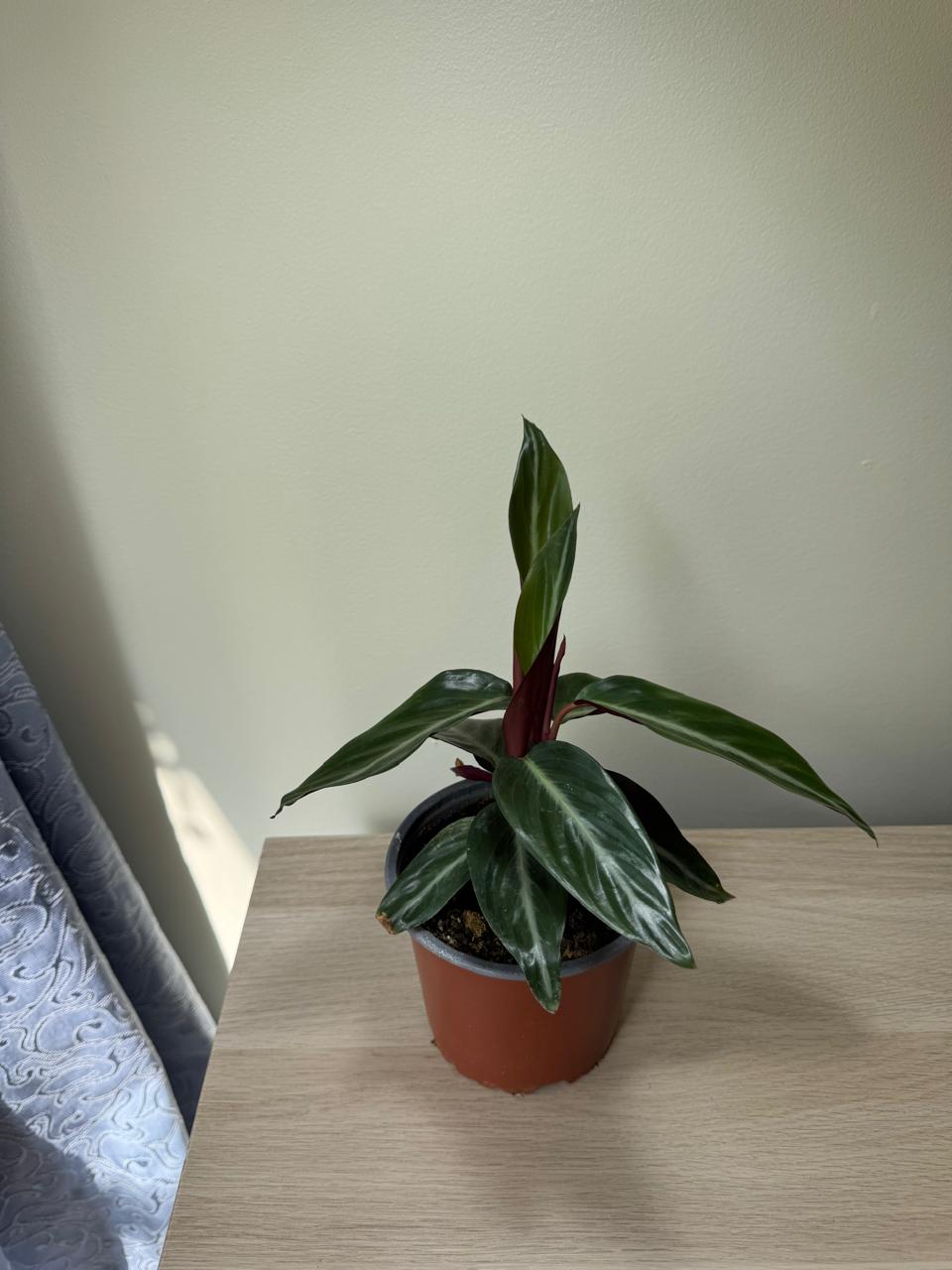 Stromanthe Sanguinea Sound