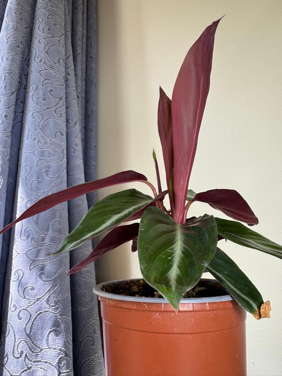 Stromanthe Sanguinea Sound