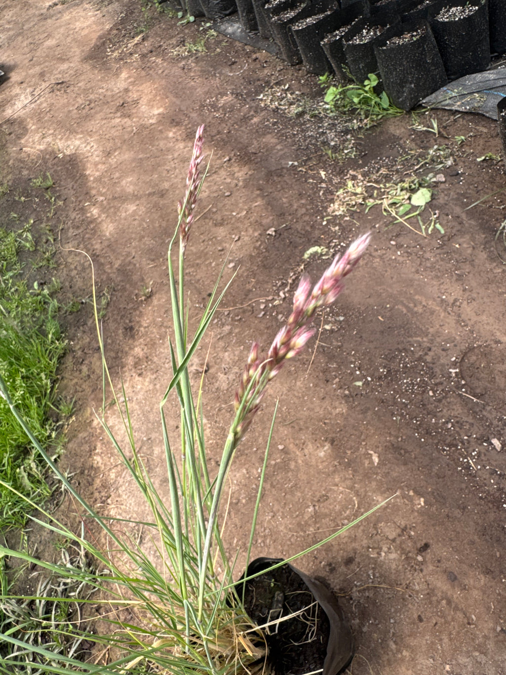 Ruby Grass