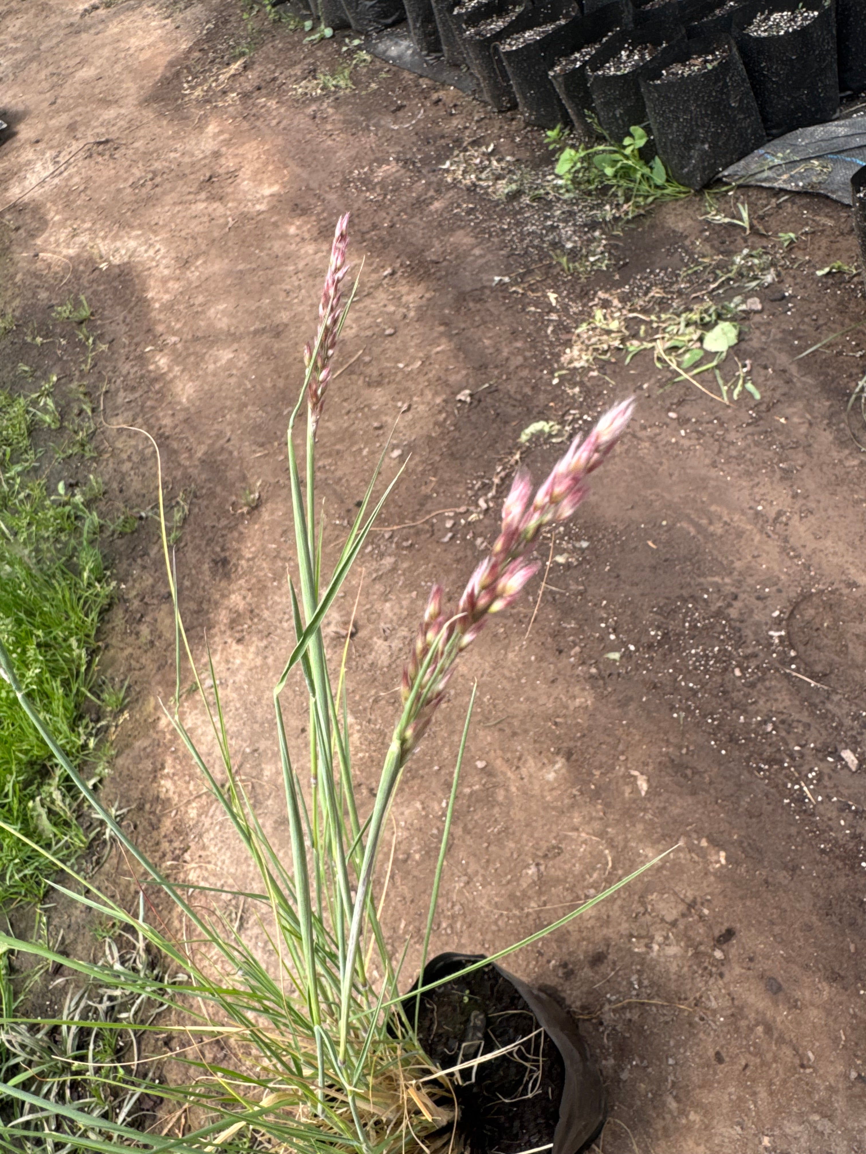 Ruby Grass