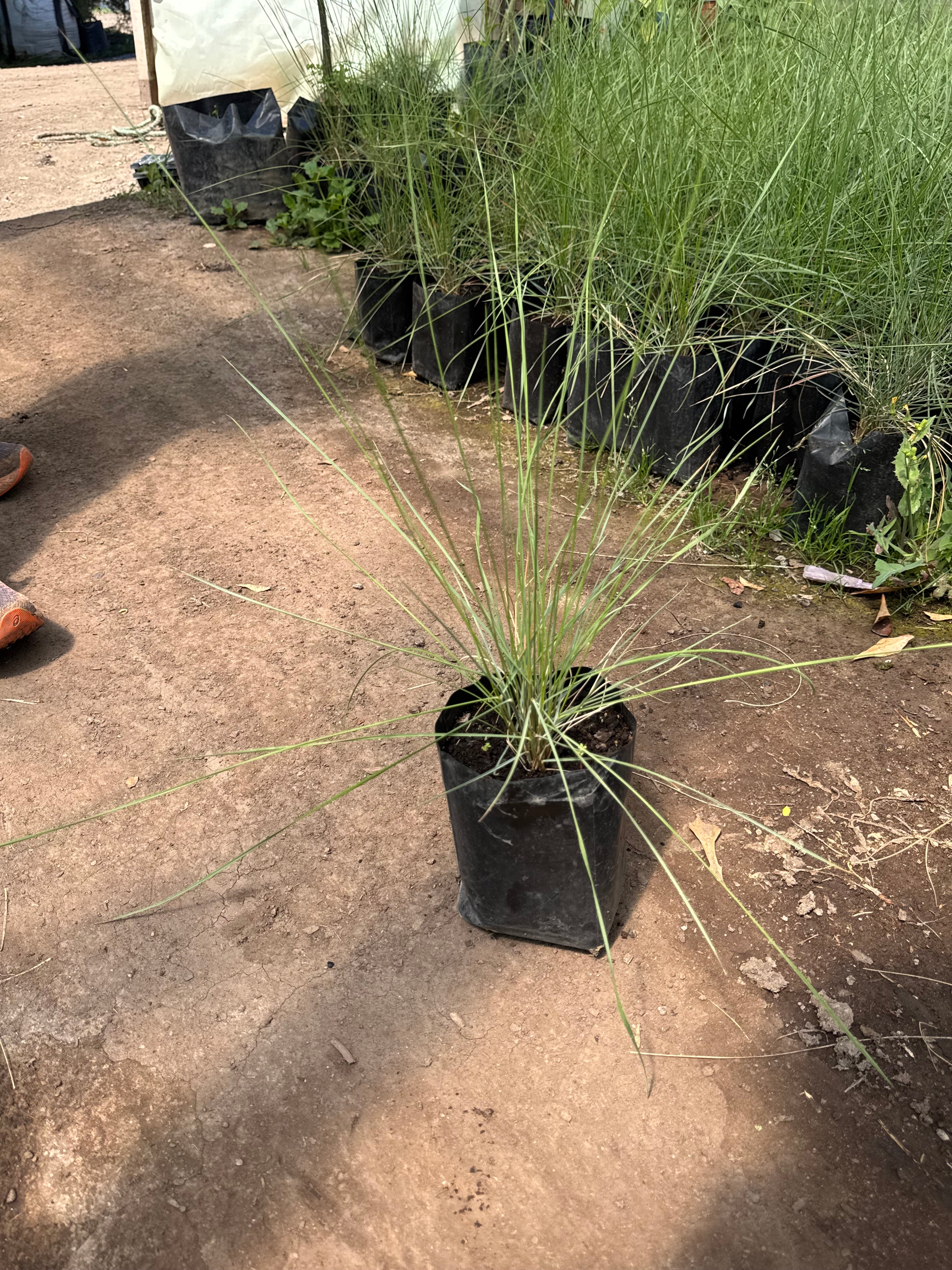 Muhlenbergia Capillaris